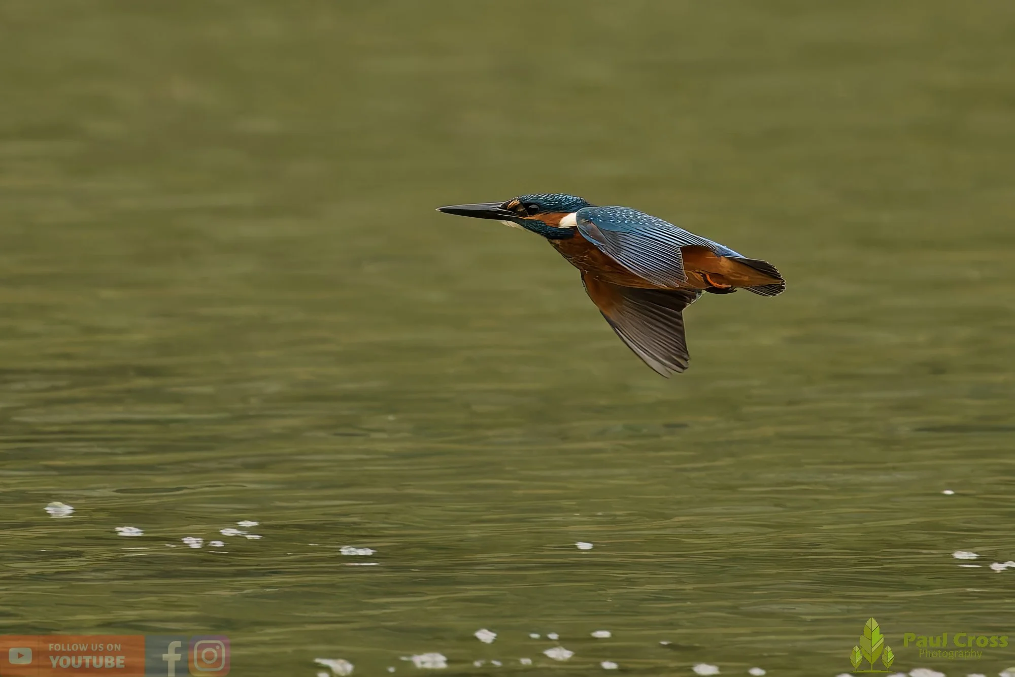 Kingfisher-00569.jpg