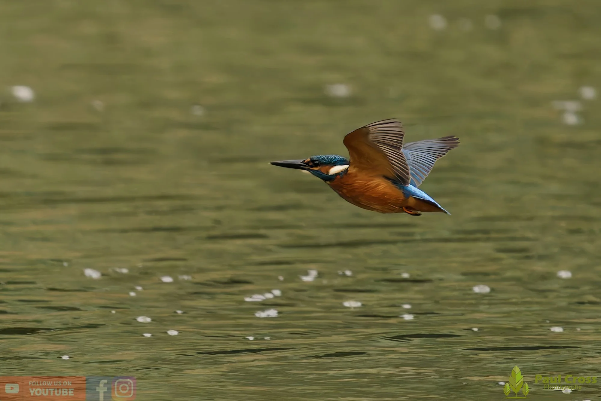 Kingfisher-00571.jpg