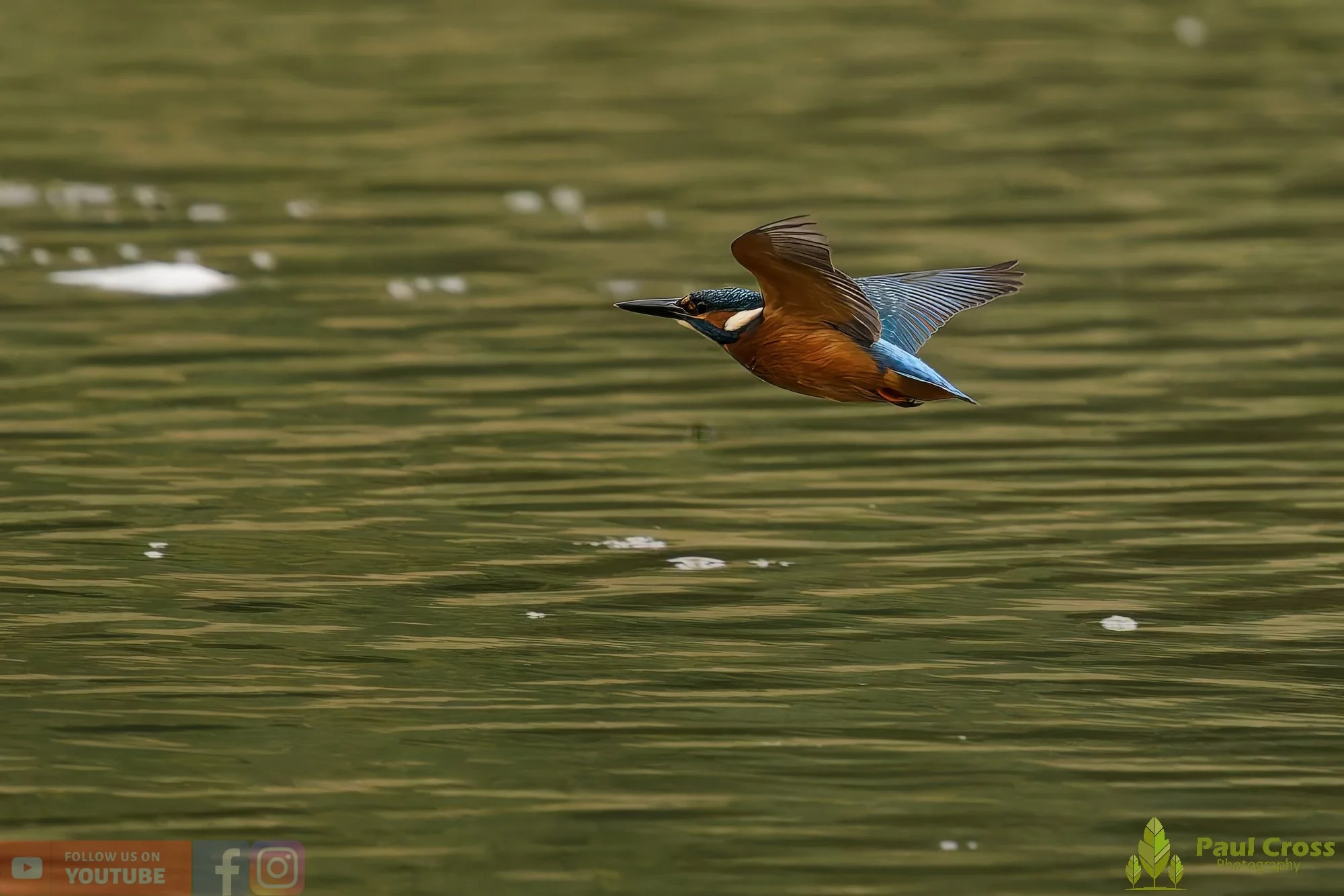Kingfisher-00573.jpg