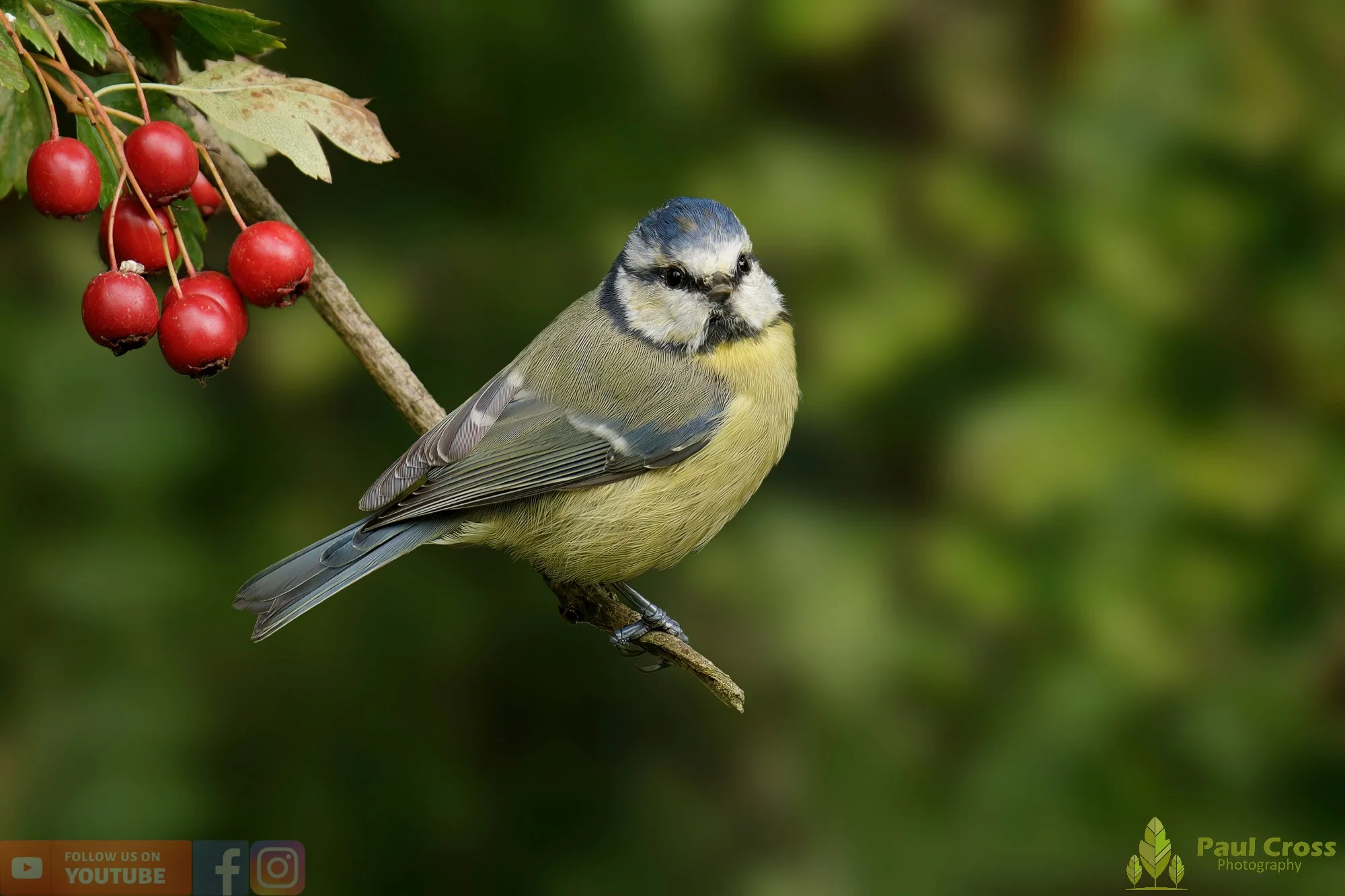Blue Tit-00892.jpg