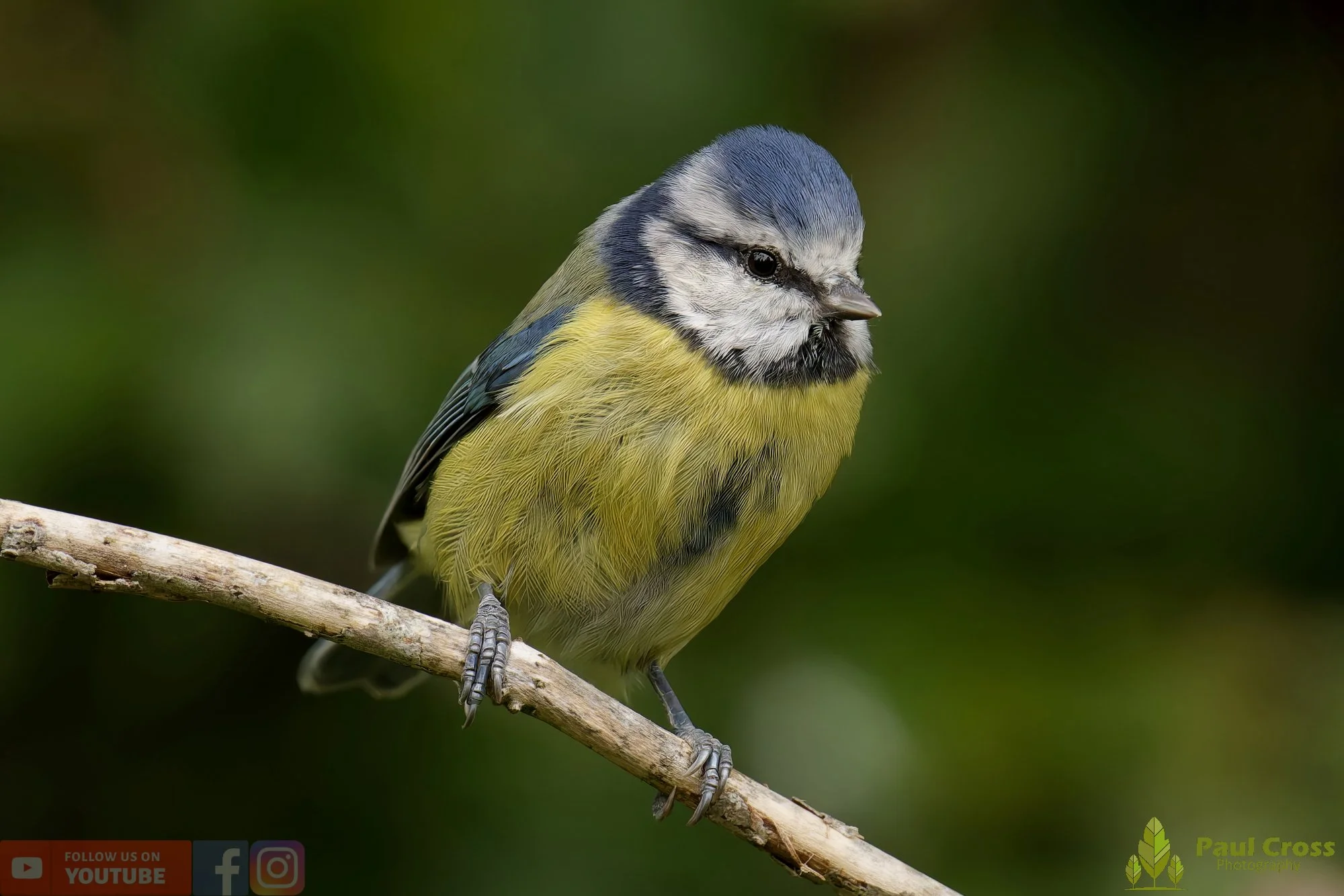 Blue Tit-00891.jpg