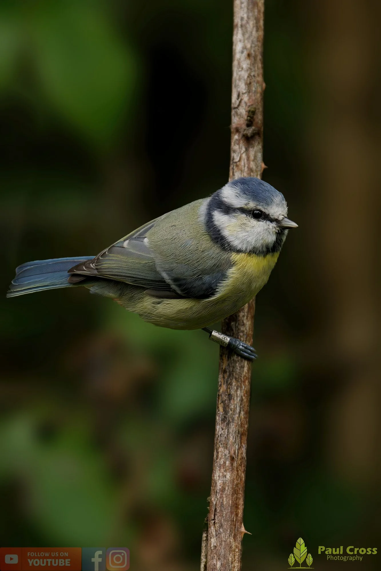 Blue Tit-00893.jpg