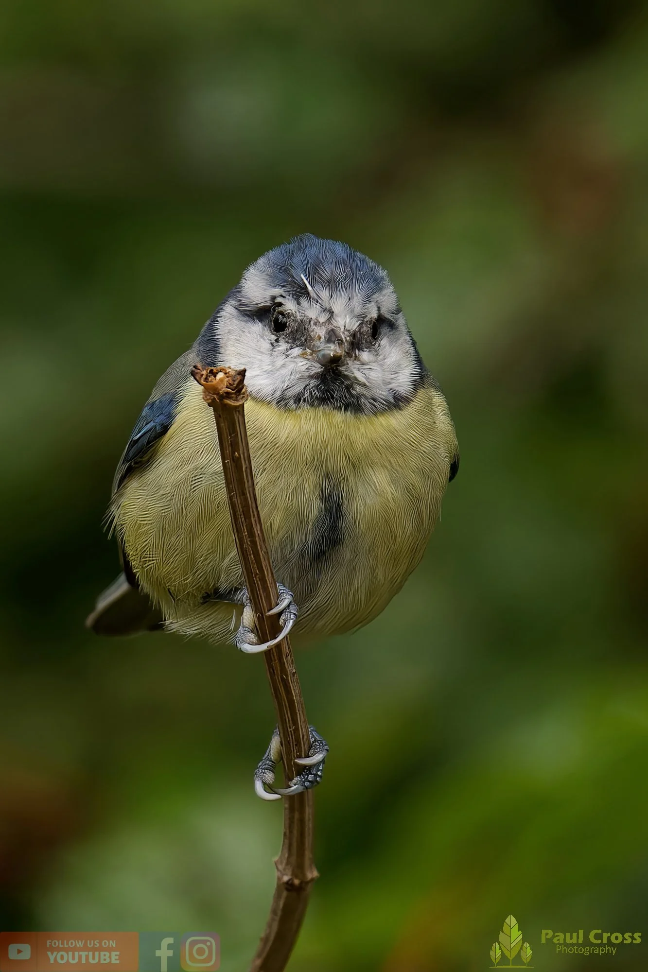 Blue Tit-00894.jpg