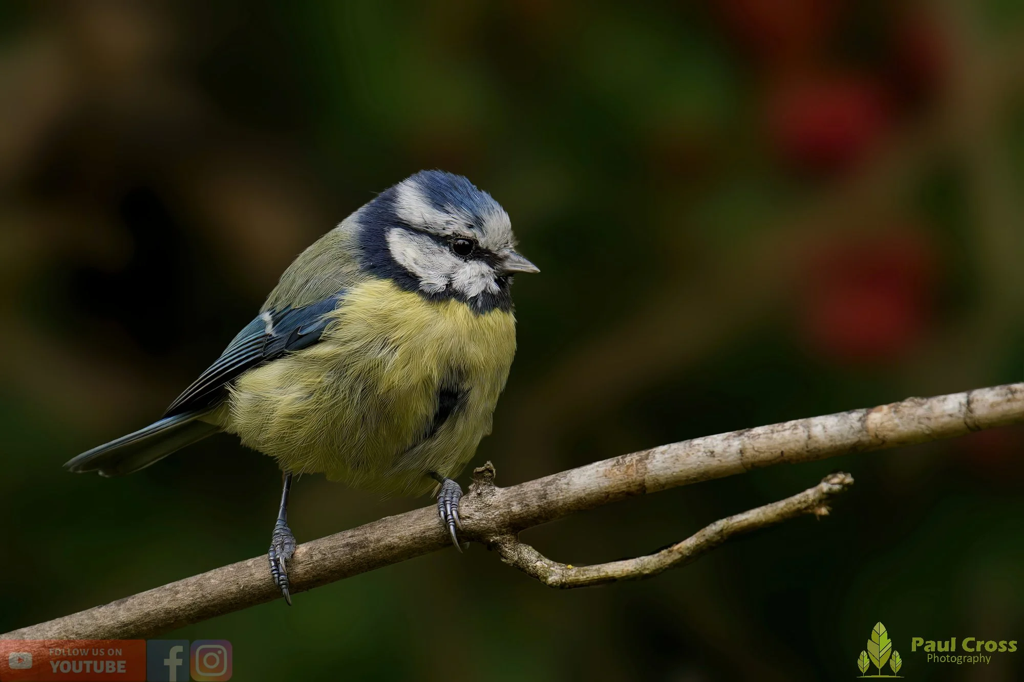 Blue Tit-00895.jpg