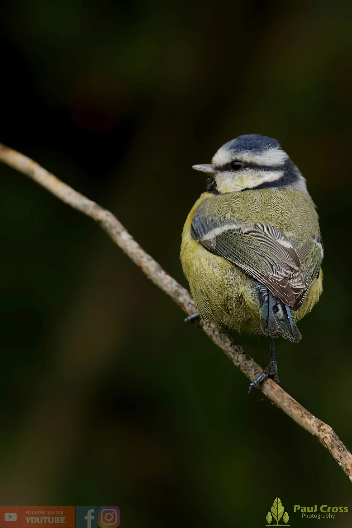 Blue Tit-00896.jpg