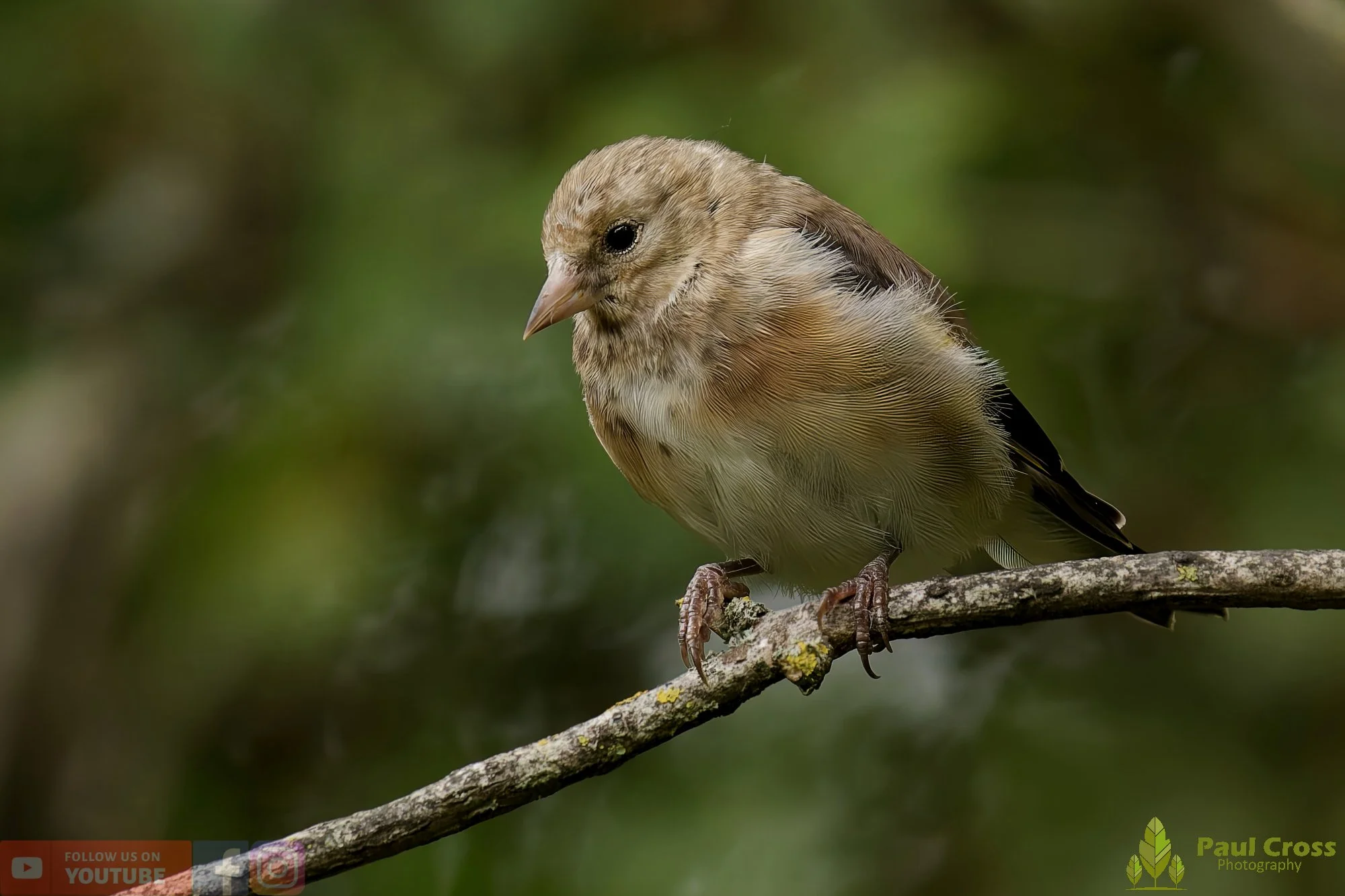 Goldfinch-00225.jpg