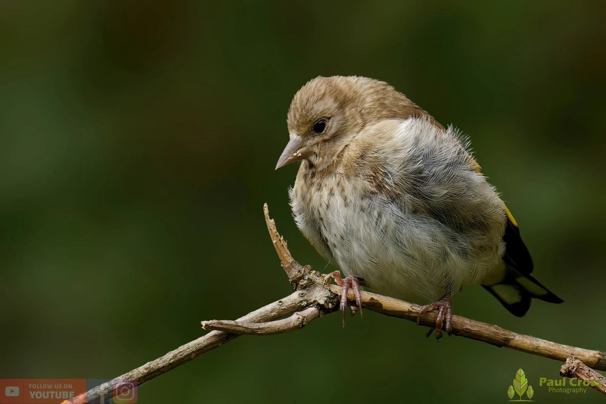 Goldfinch-00226.jpg