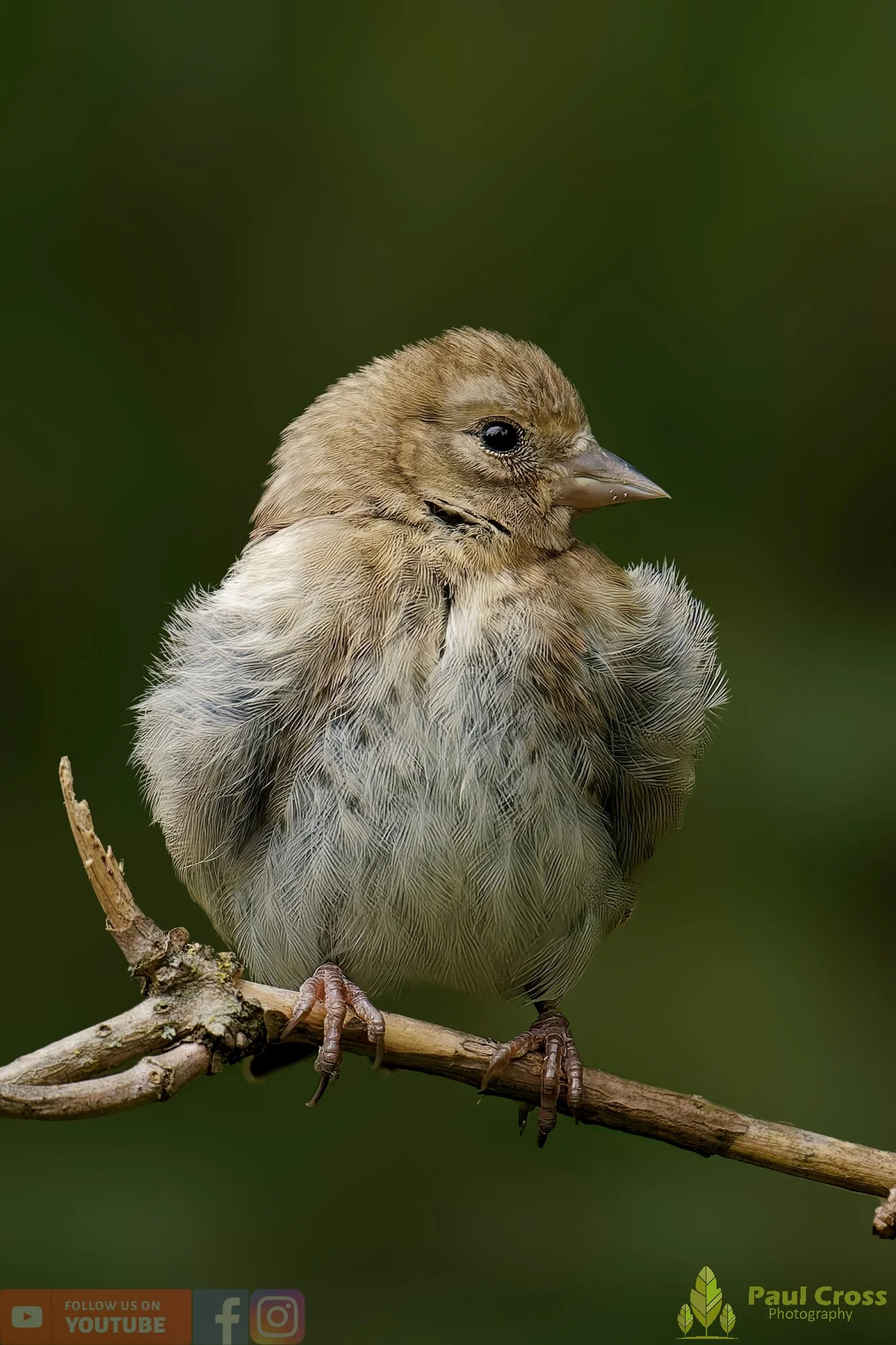 Goldfinch-00228.jpg