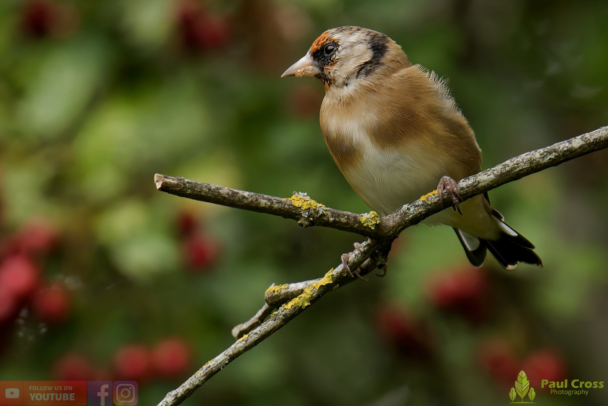 Goldfinch-00229.jpg