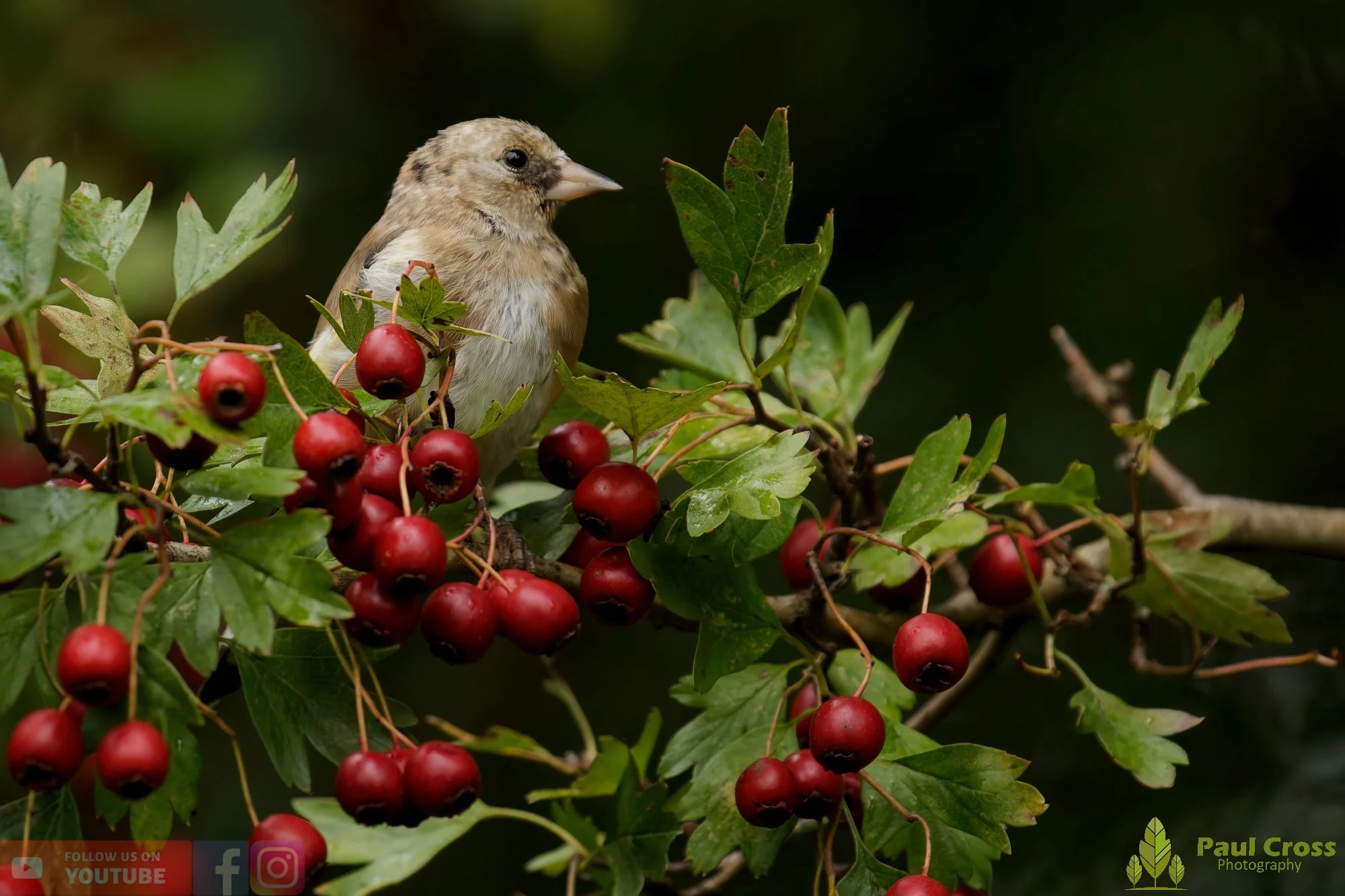 Goldfinch-00230.jpg
