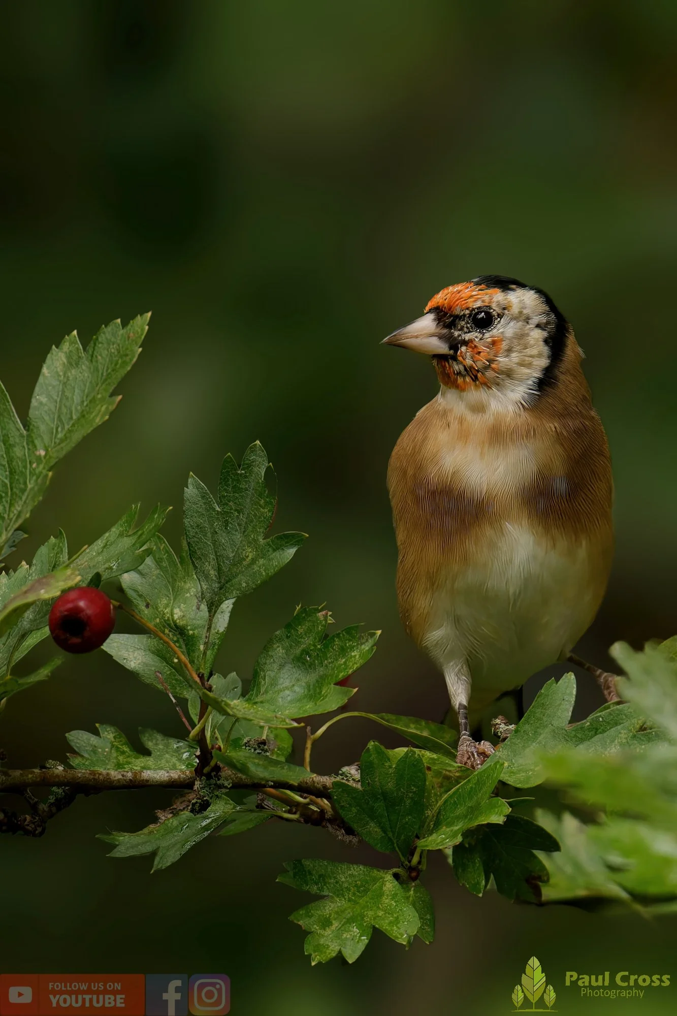 Goldfinch-00231.jpg