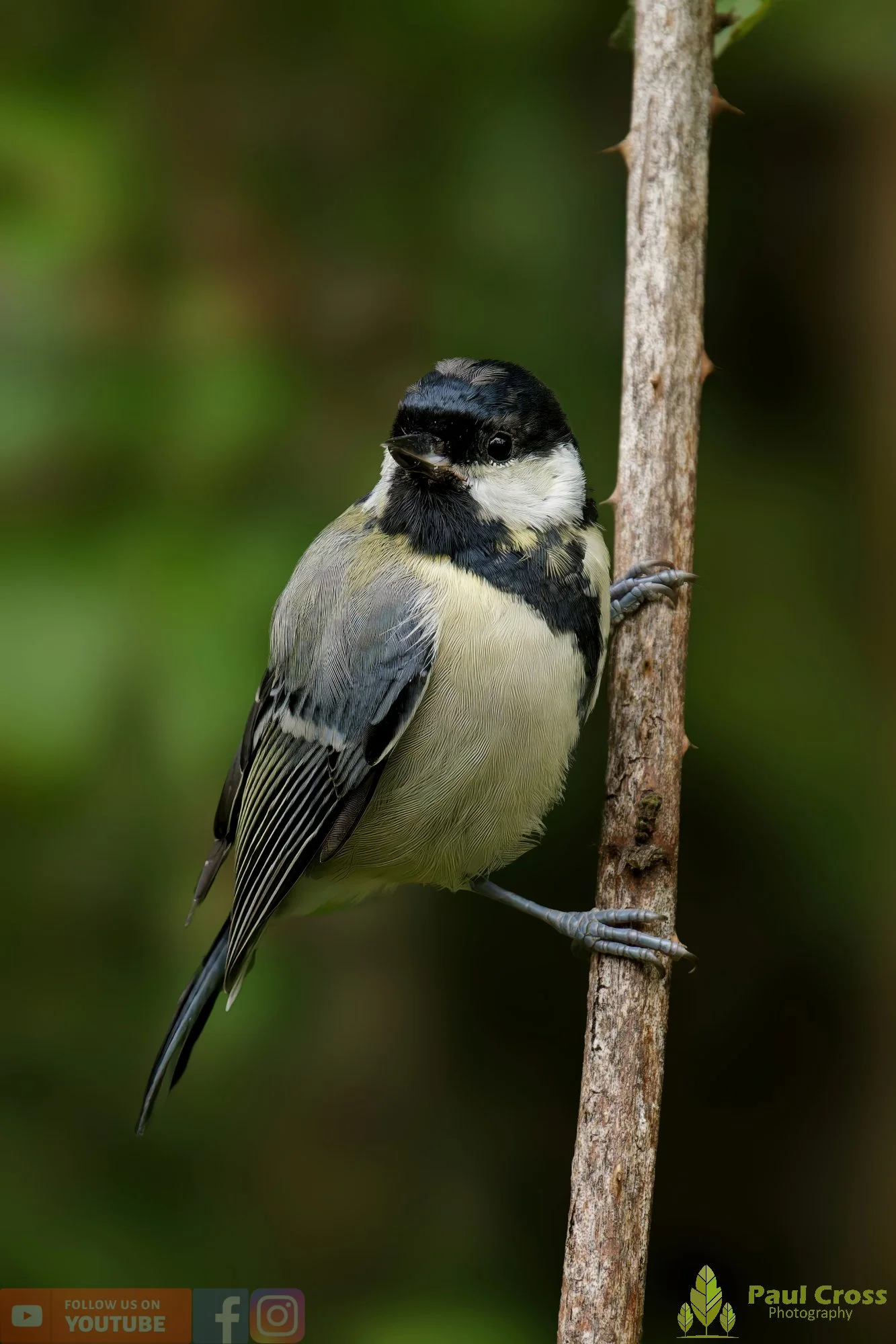 Great Tit-00283.jpg