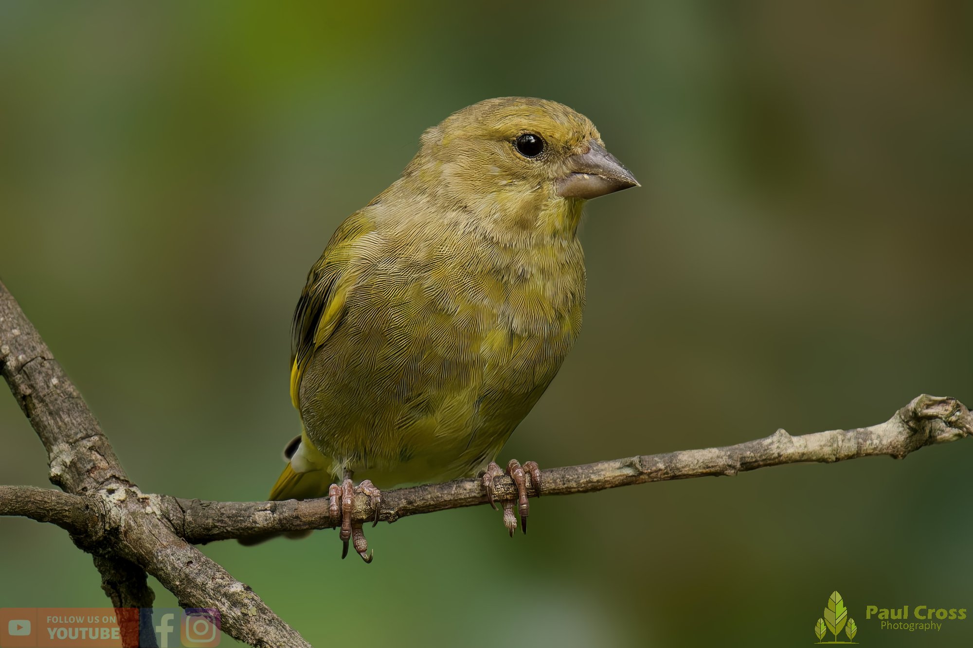 Greenfinch-00081.jpg