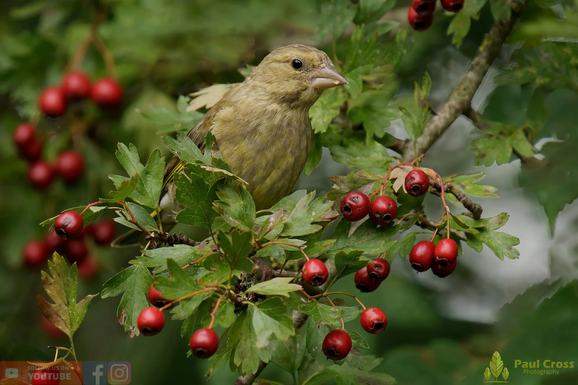 Greenfinch-00082.jpg