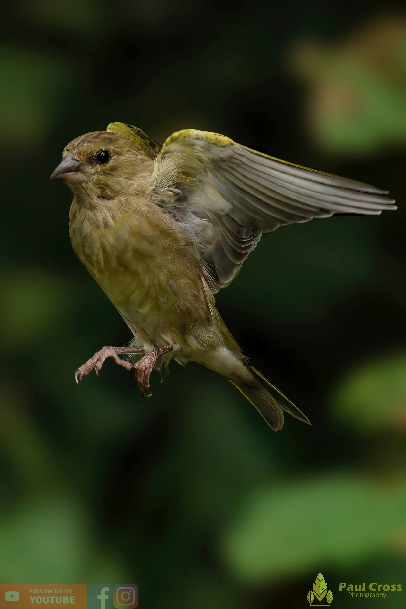 Greenfinch-00085.jpg