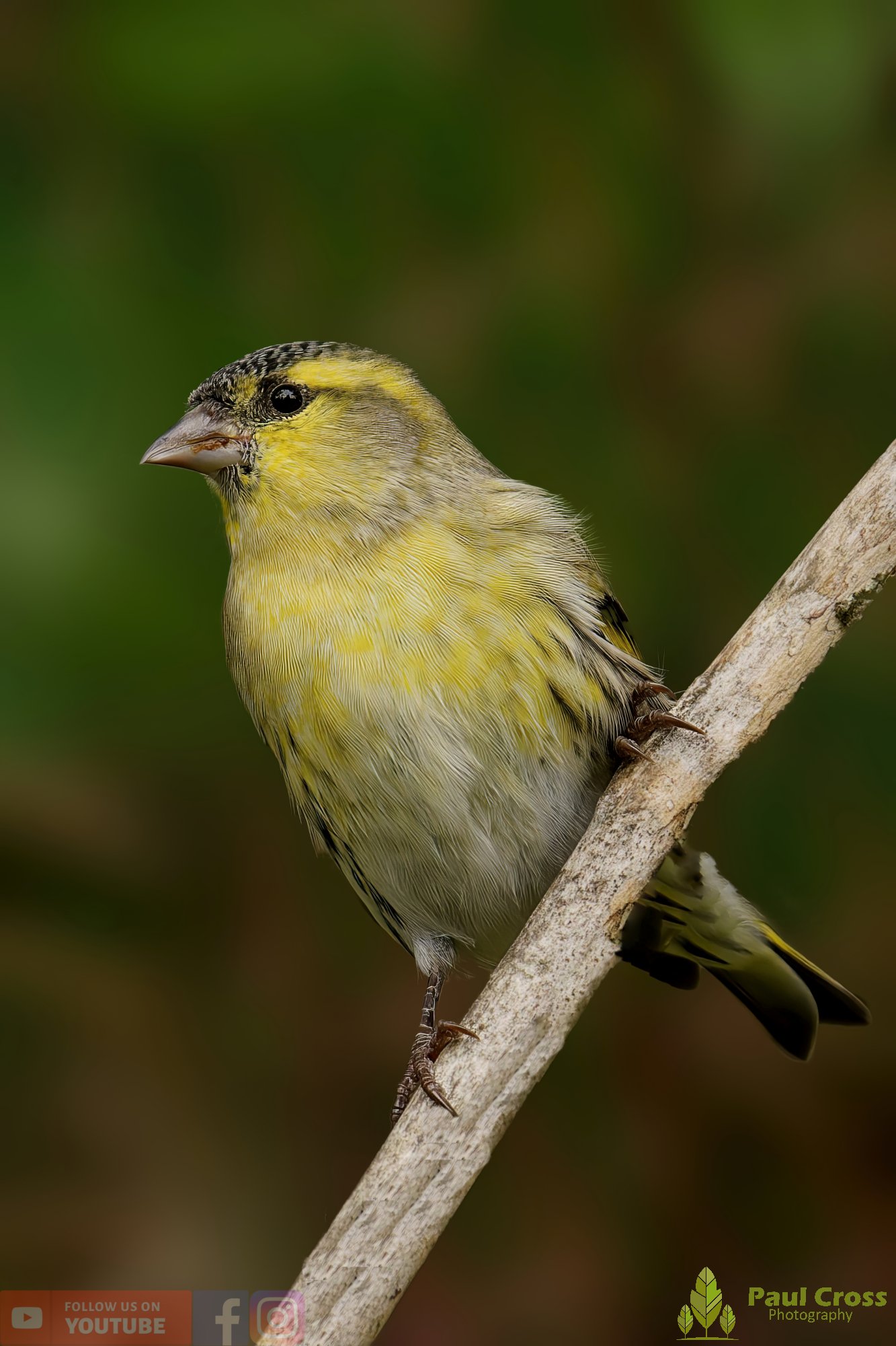Siskin-00150.jpg