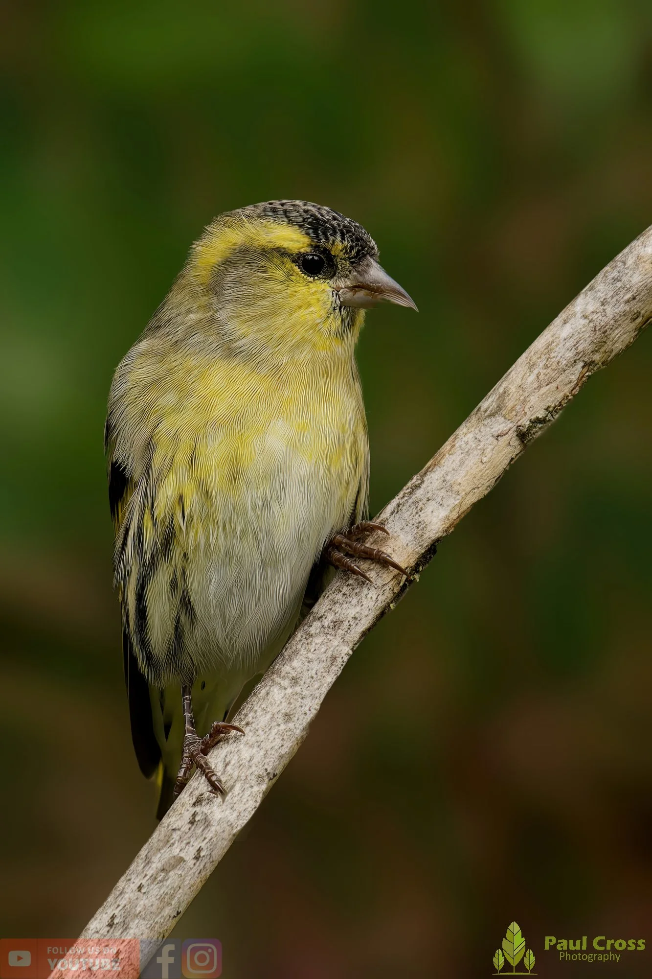 Siskin-00151.jpg
