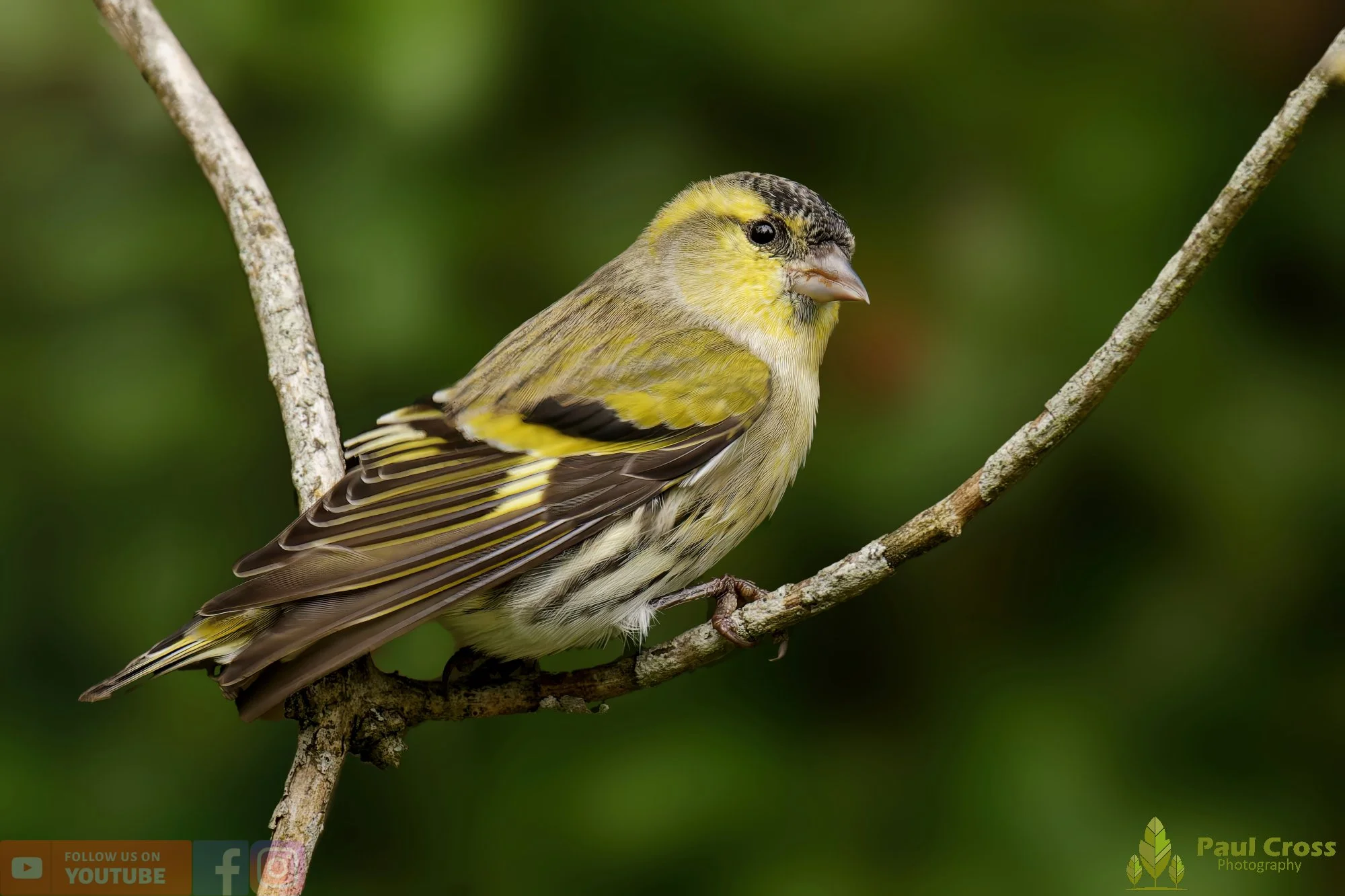 Siskin-00152.jpg