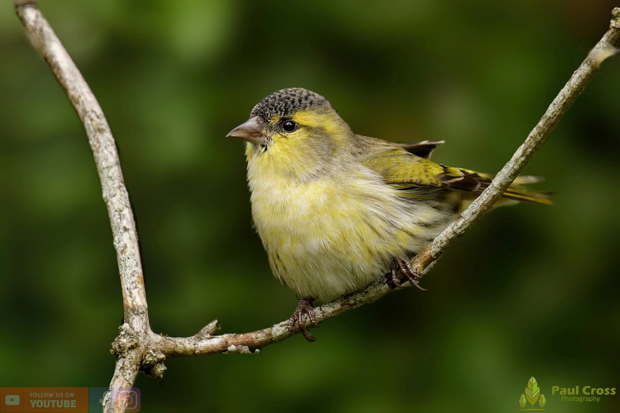 Siskin-00153.jpg