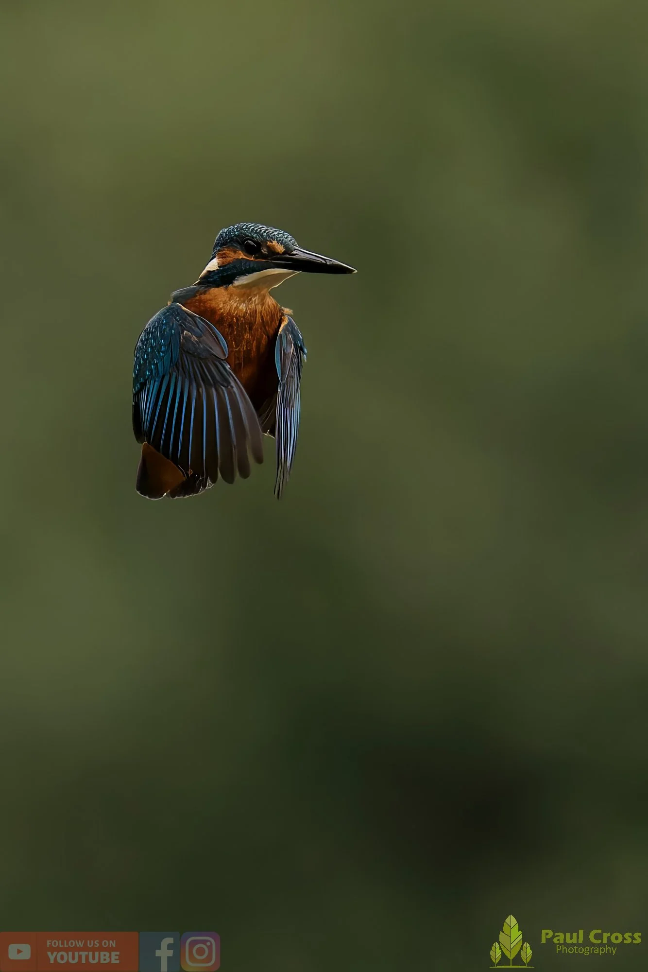 Kingfisher-00506.jpg