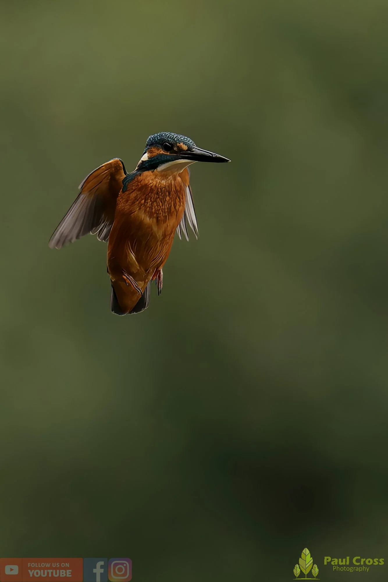 Kingfisher-00505.jpg