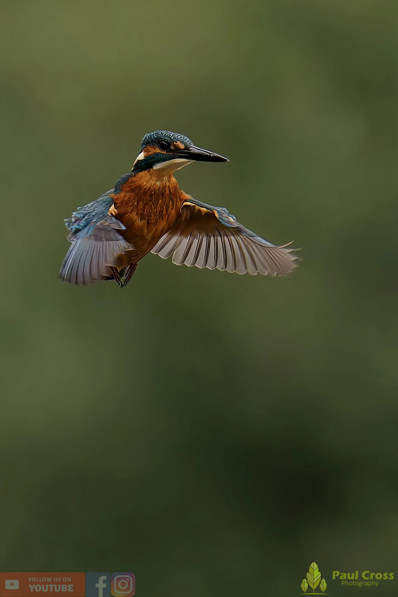 Kingfisher-00507.jpg