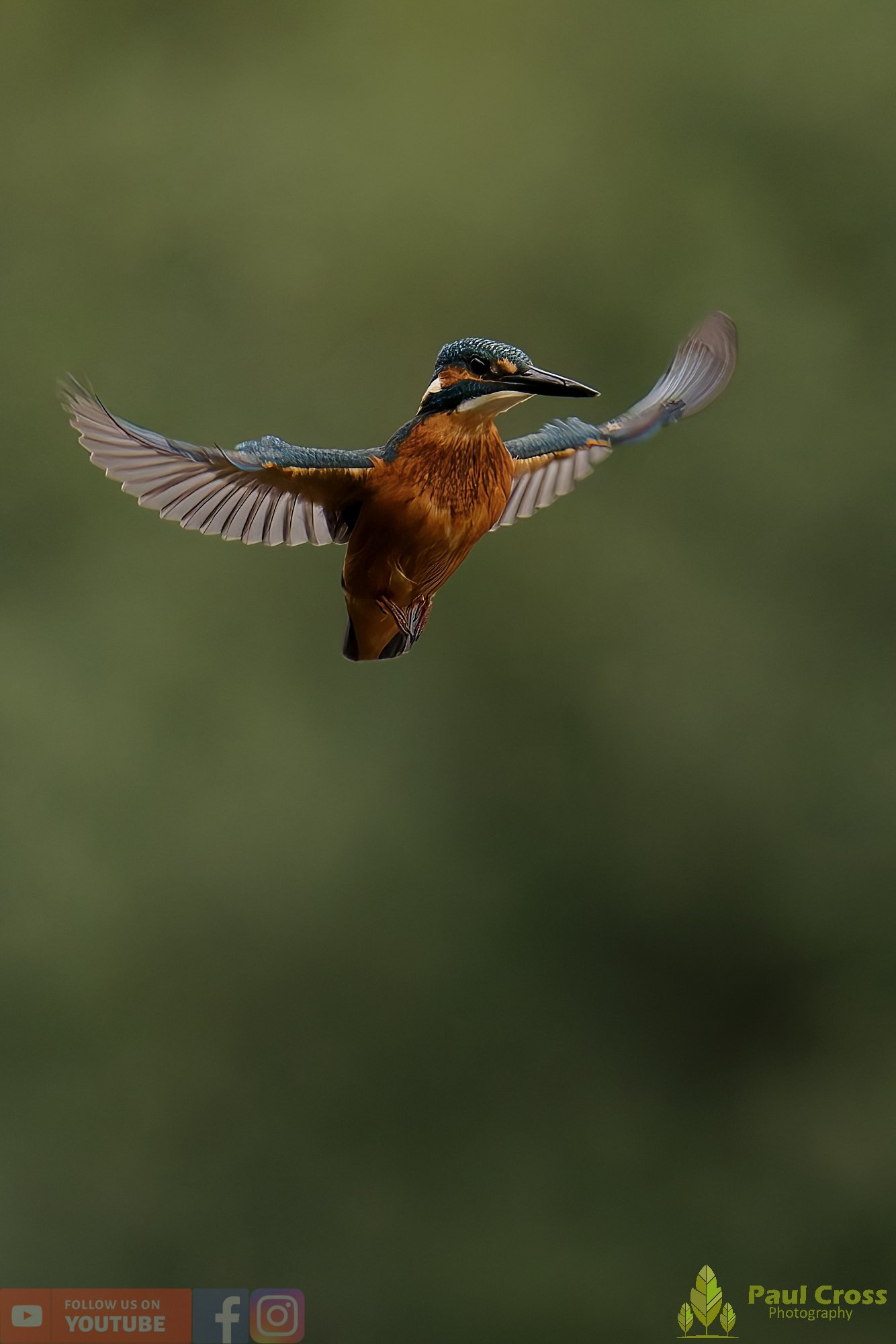Kingfisher-00508.jpg