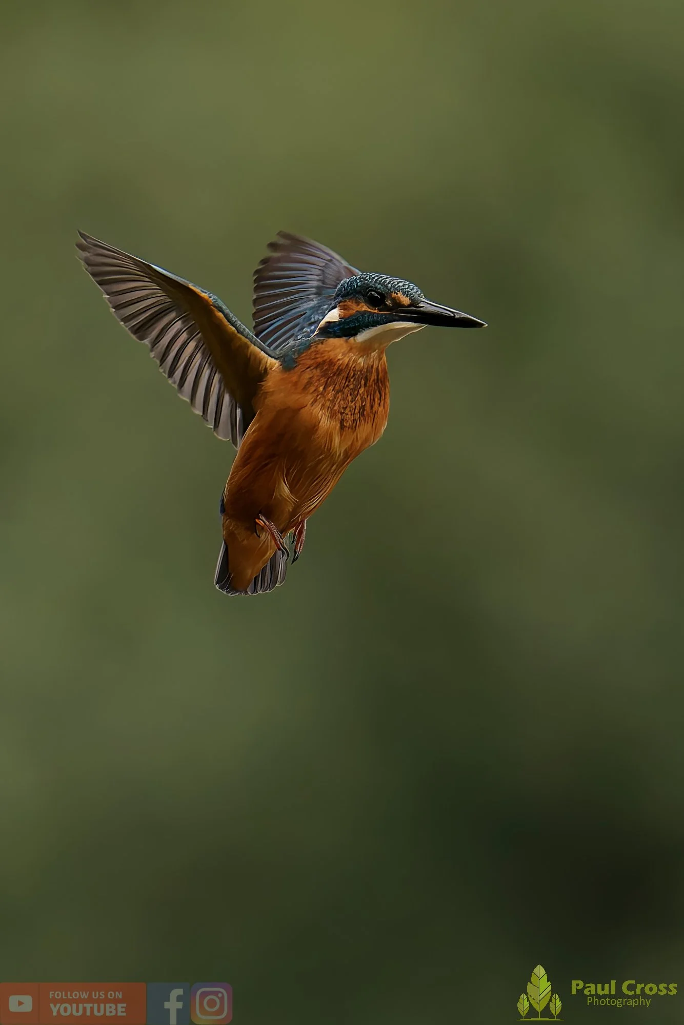 Kingfisher-00509.jpg