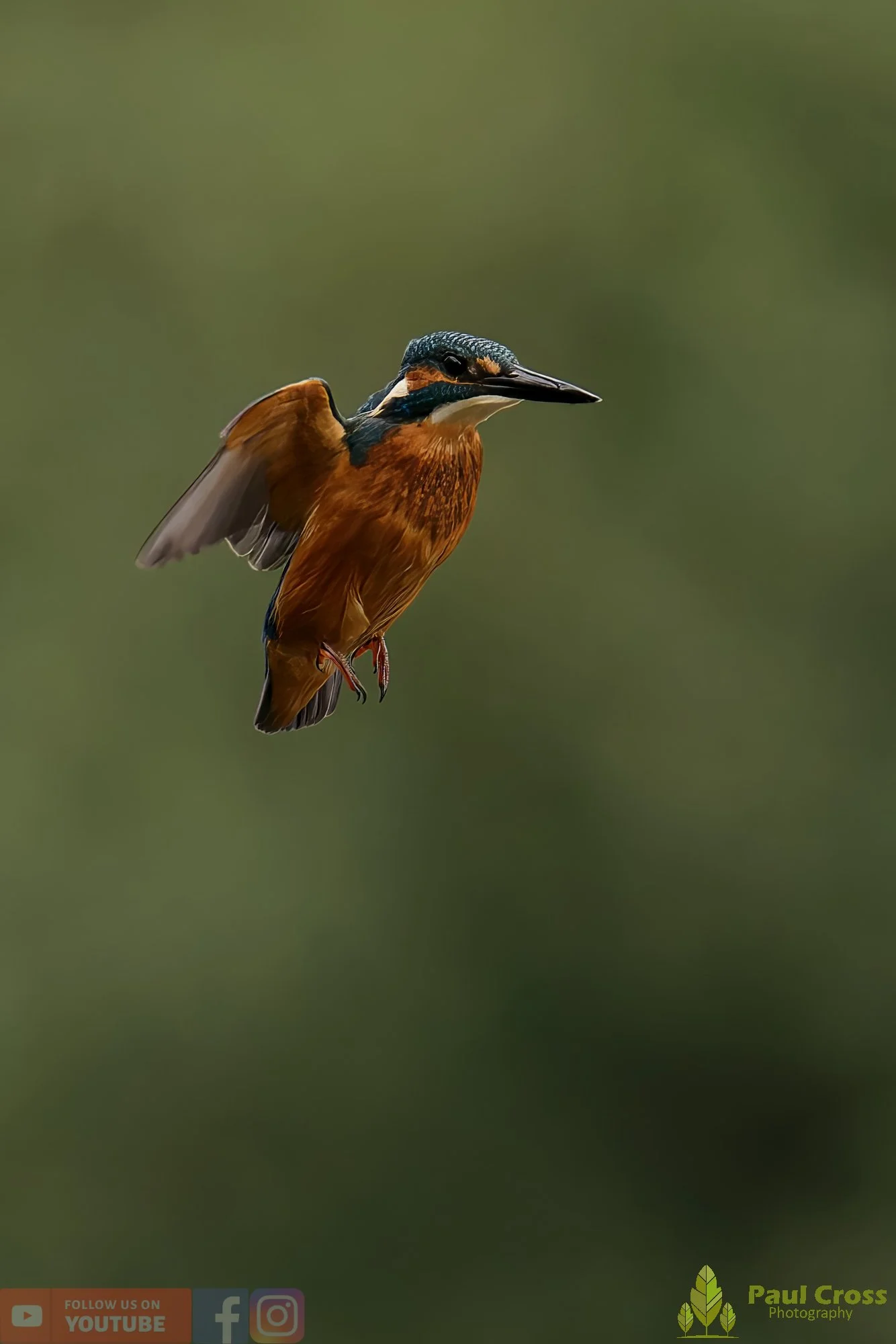 Kingfisher-00511.jpg