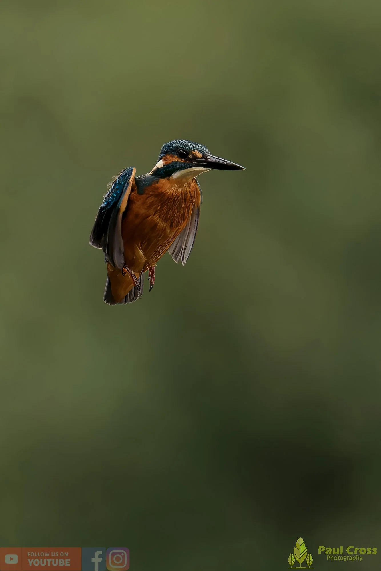 Kingfisher-00512.jpg