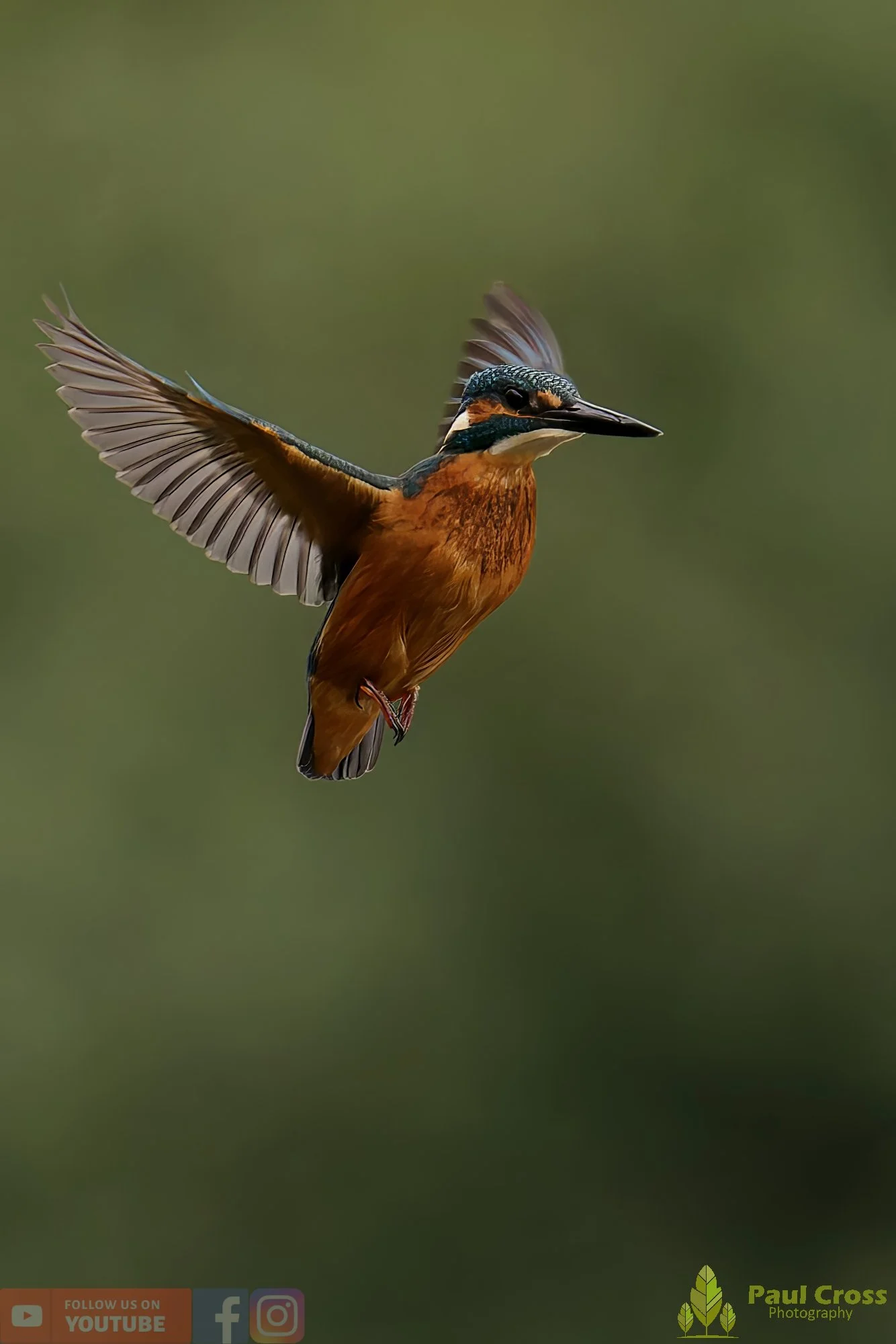 Kingfisher-00515.jpg