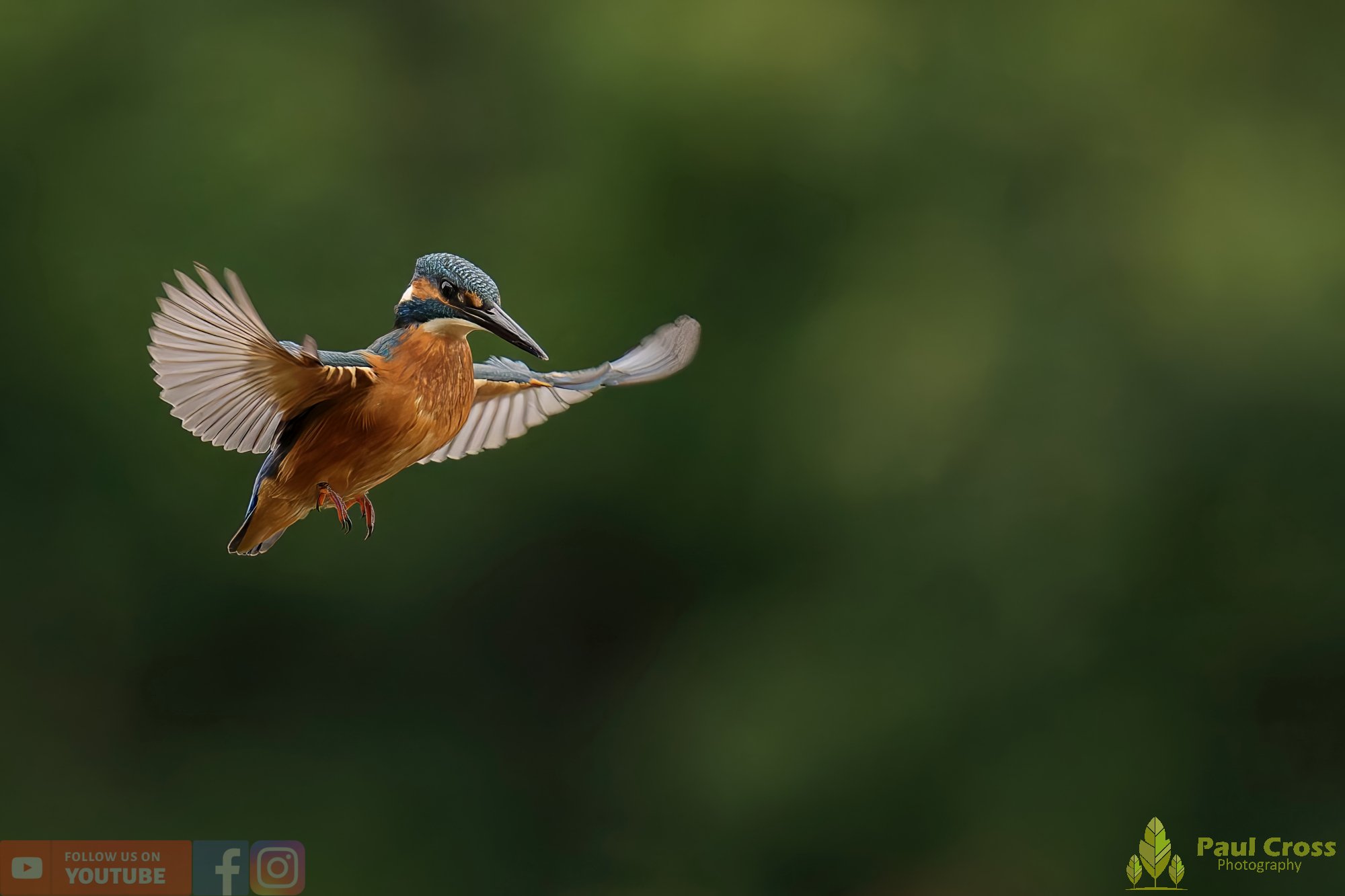 Kingfisher-00526.jpg
