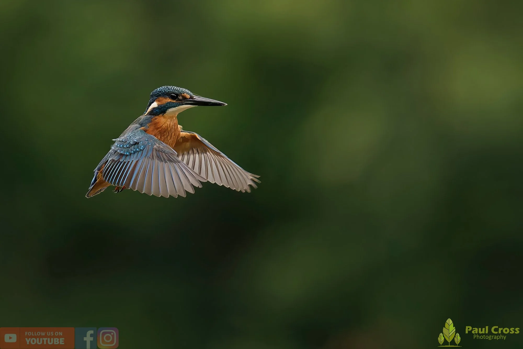 Kingfisher-00524.jpg
