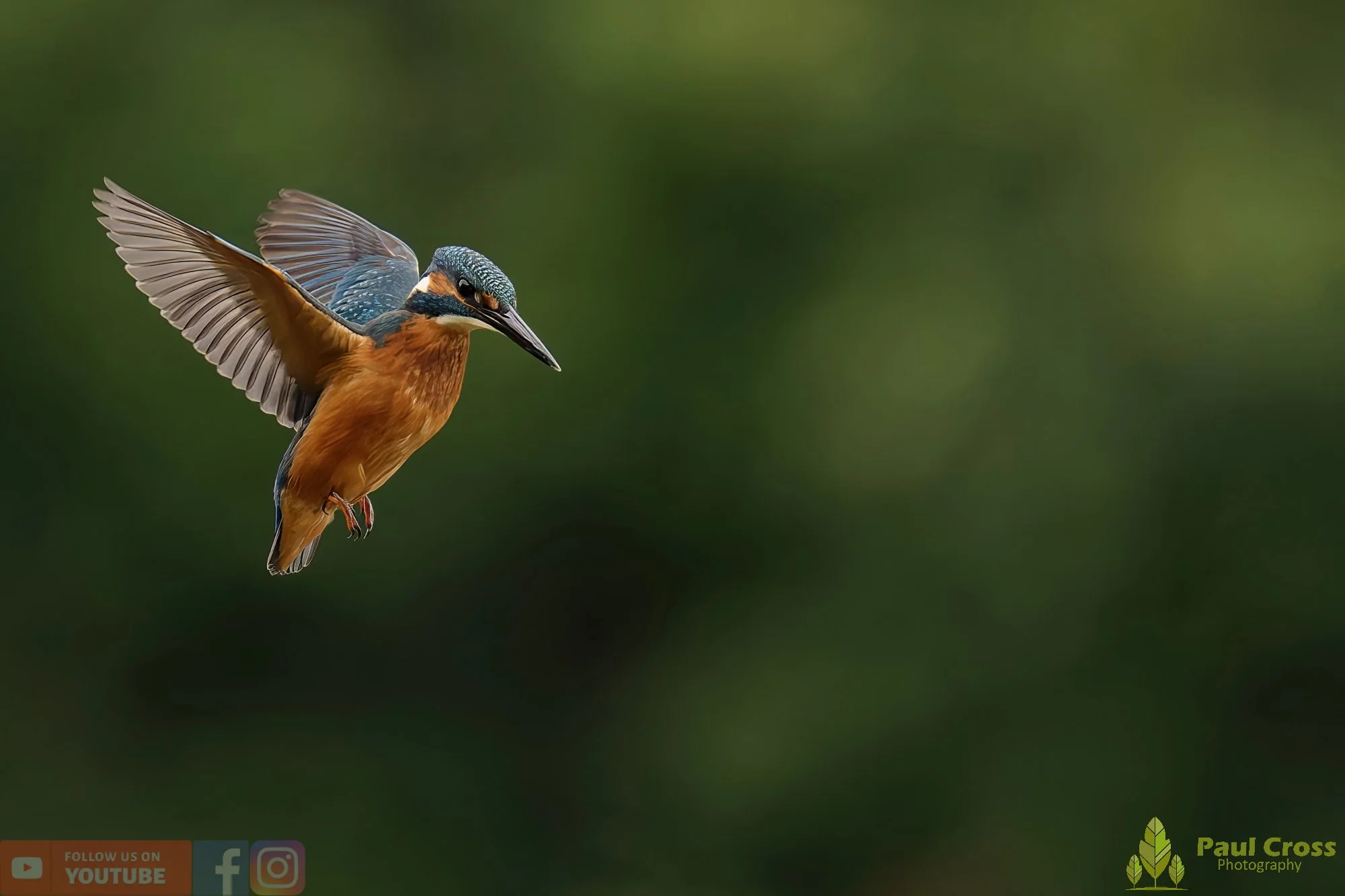 Kingfisher-00527.jpg