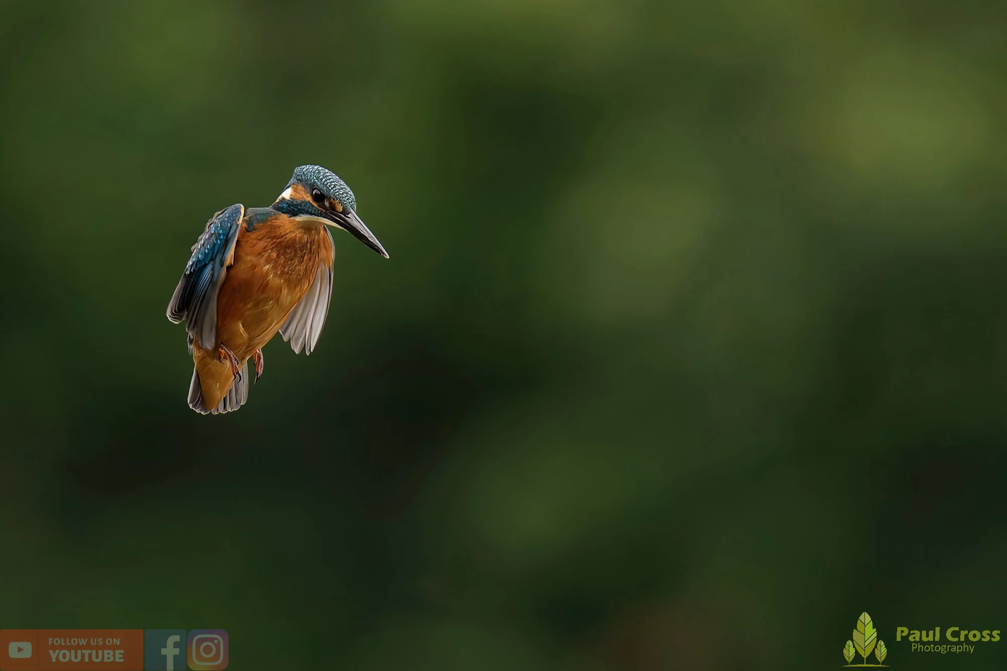 Kingfisher-00529.jpg