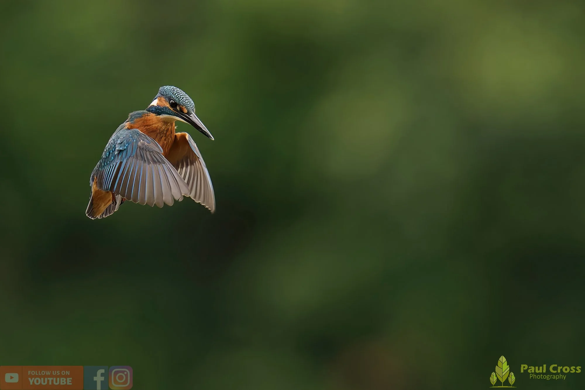 Kingfisher-00530.jpg