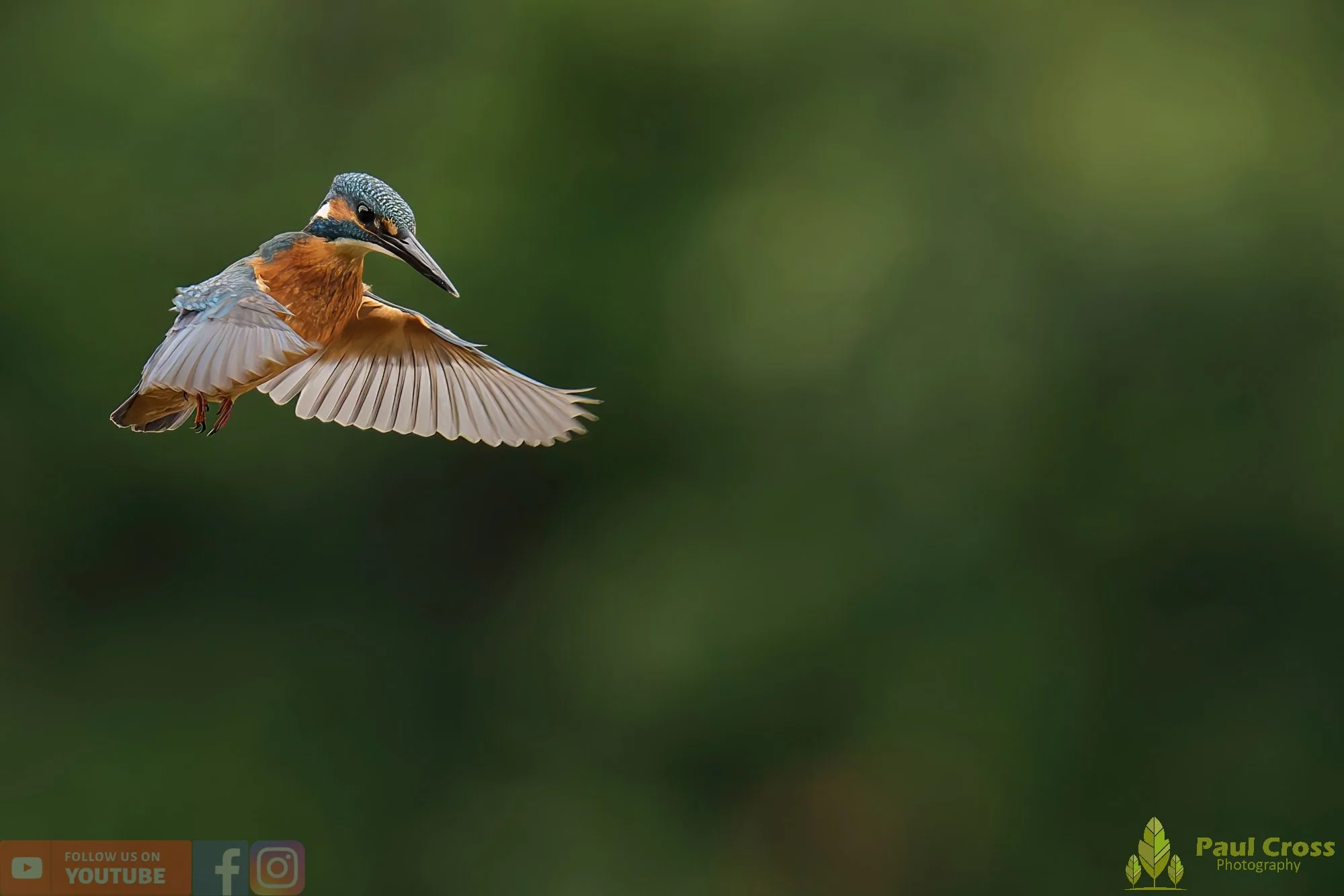 Kingfisher-00531.jpg