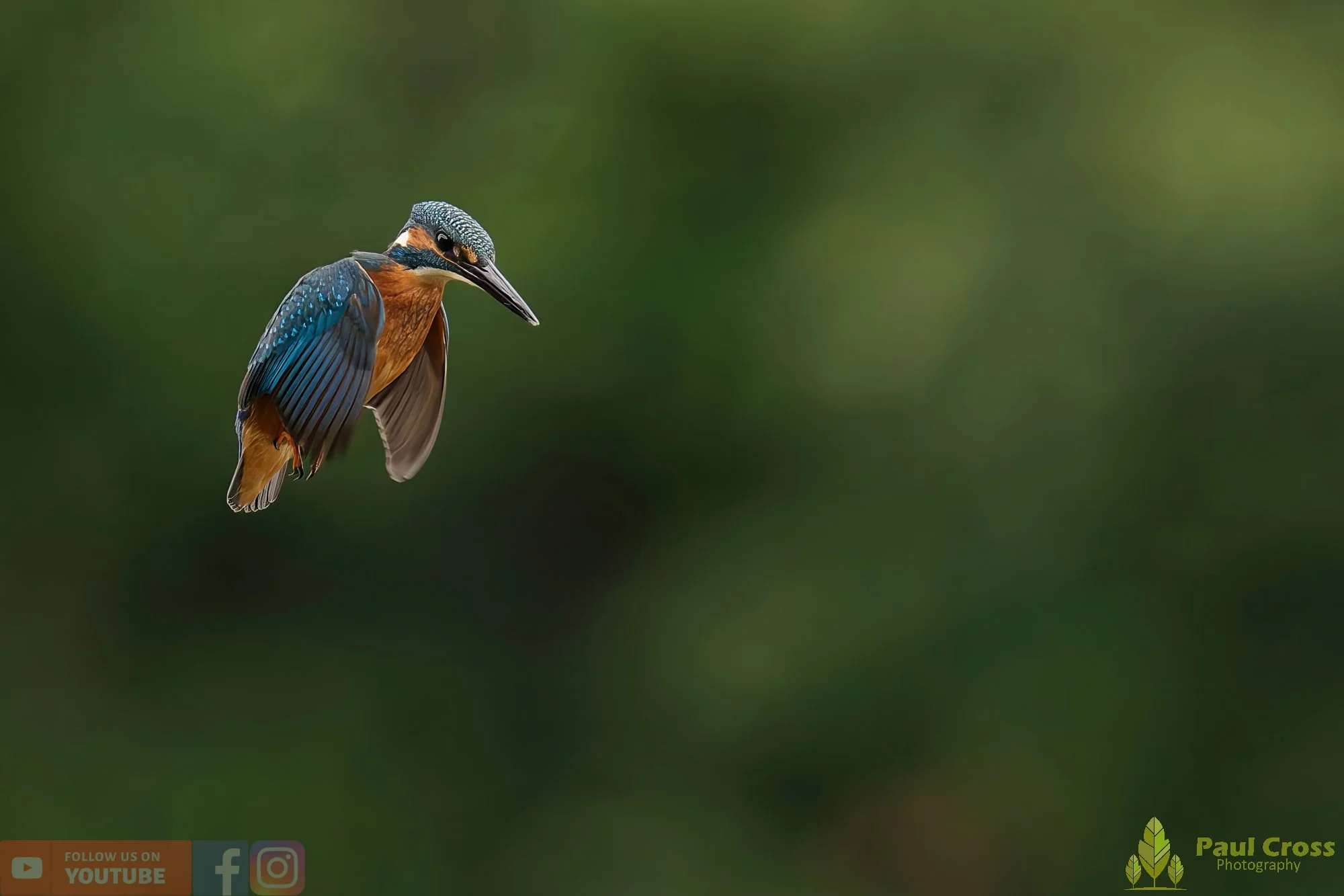 Kingfisher-00538.jpg