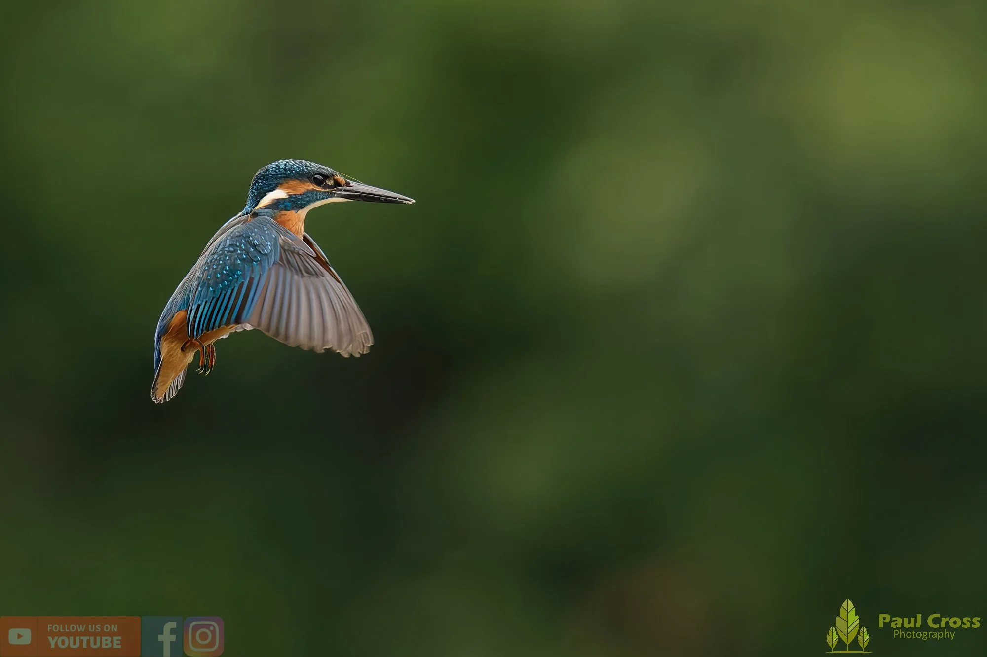 Kingfisher-00540.jpg