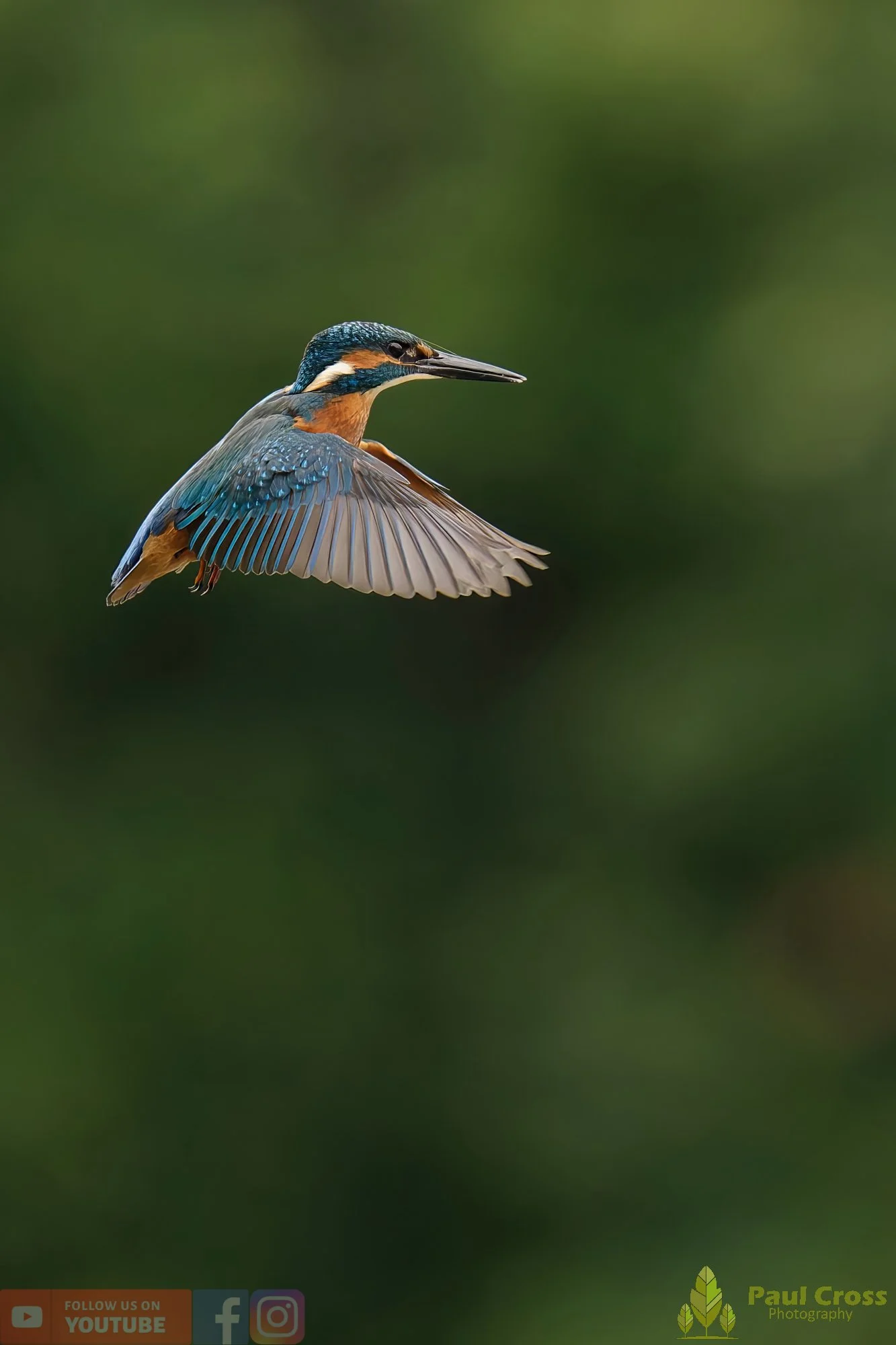 Kingfisher-00541.jpg