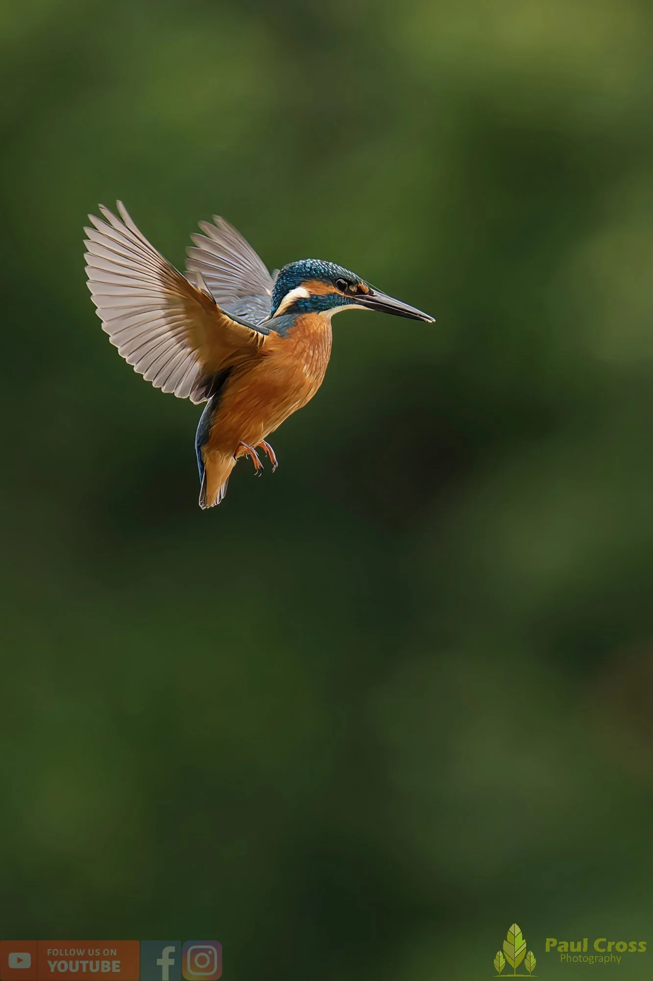 Kingfisher-00542.jpg