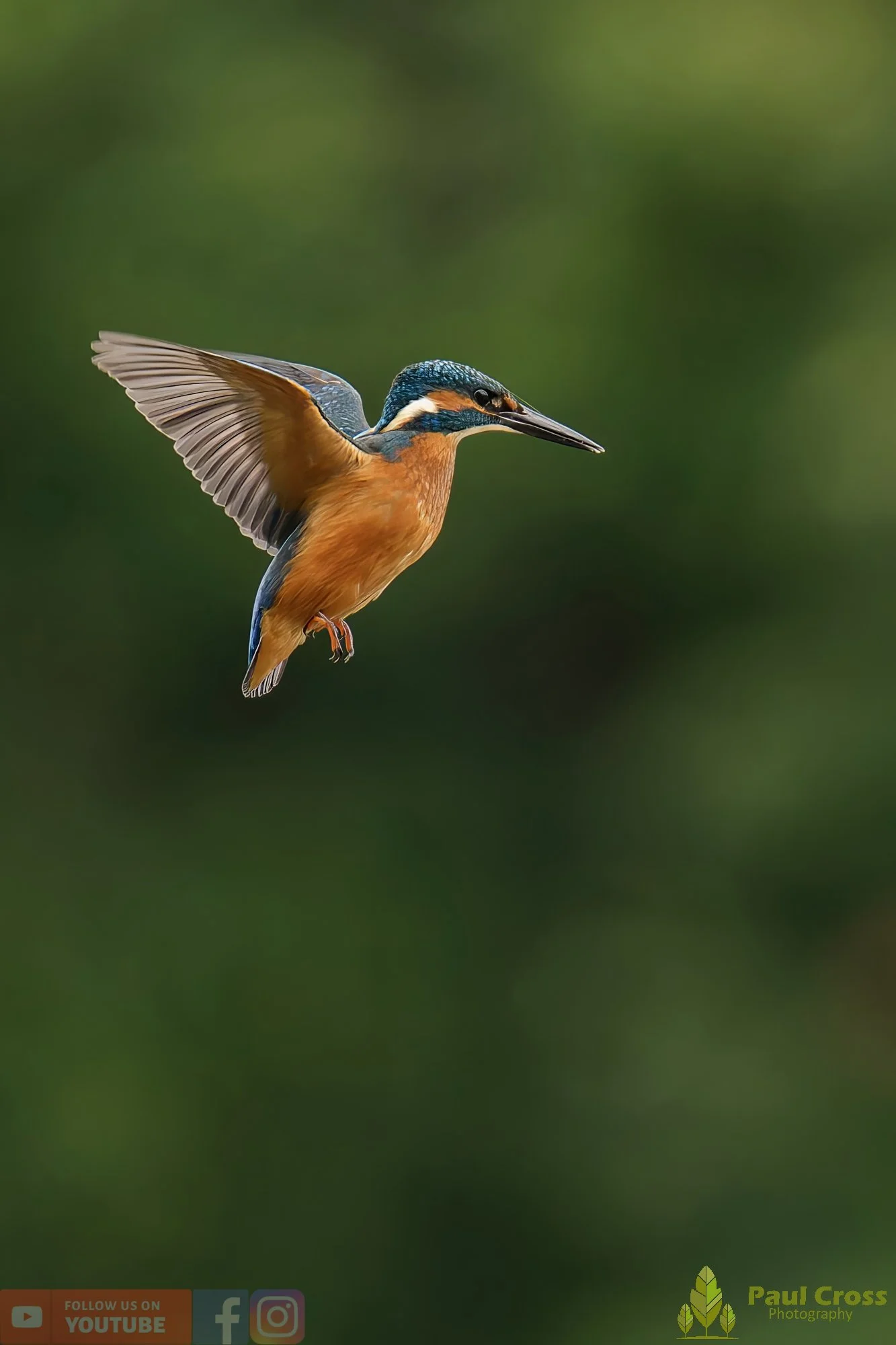 Kingfisher-00543.jpg