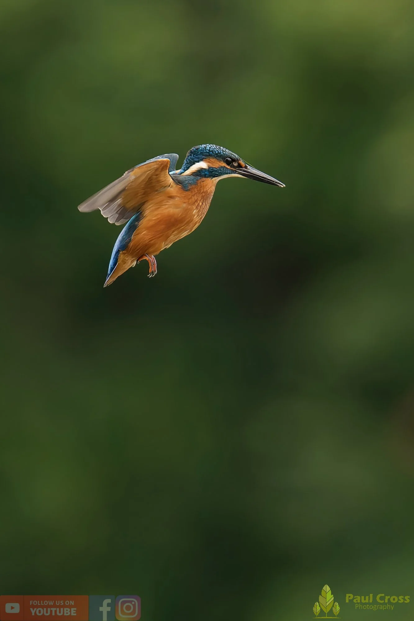 Kingfisher-00544.jpg