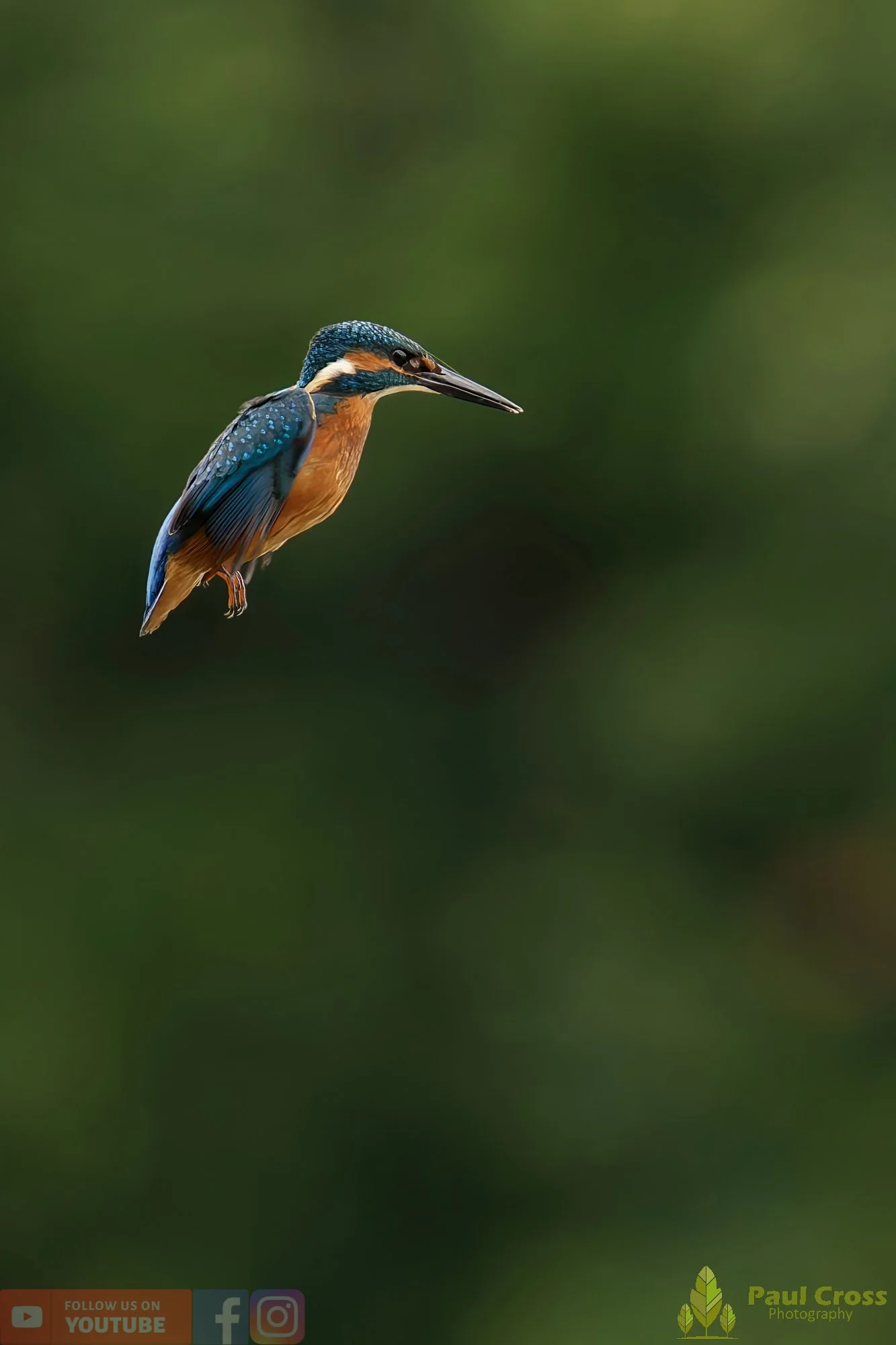 Kingfisher-00545.jpg