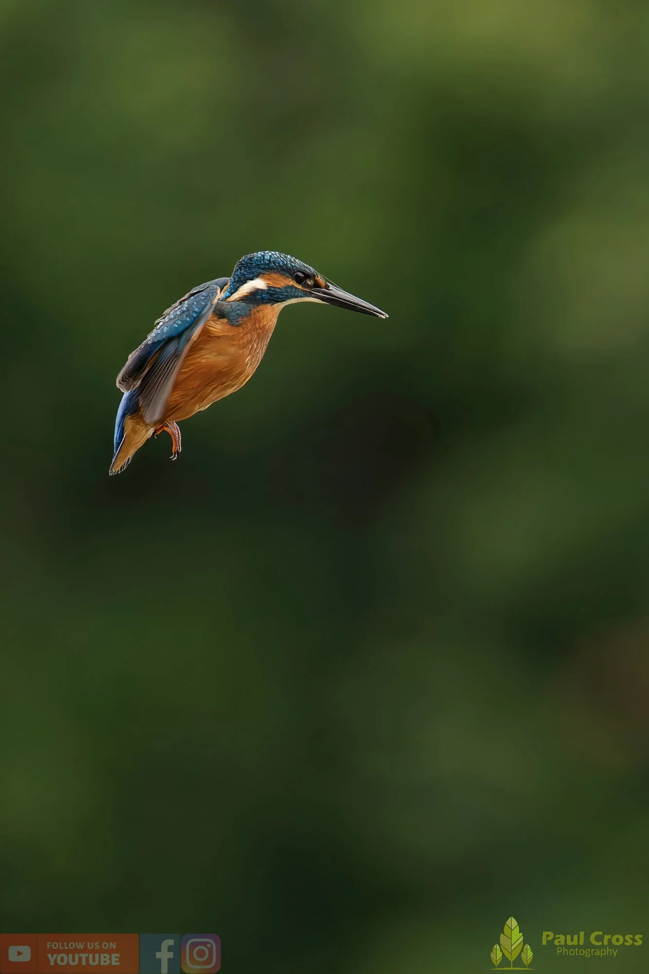 Kingfisher-00547.jpg