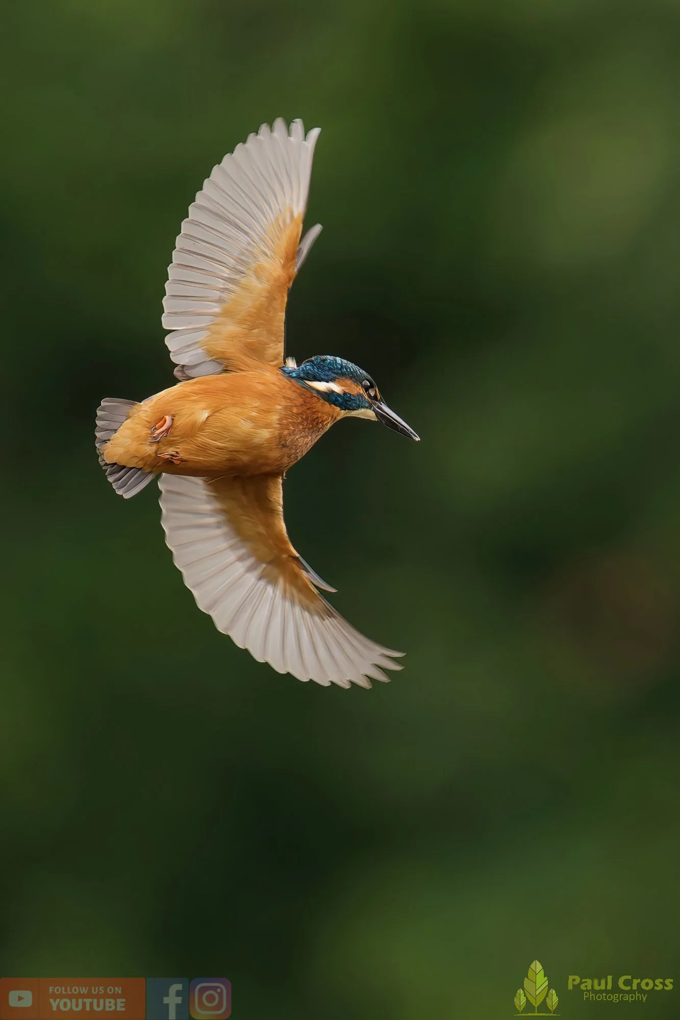 Kingfisher-00552.jpg