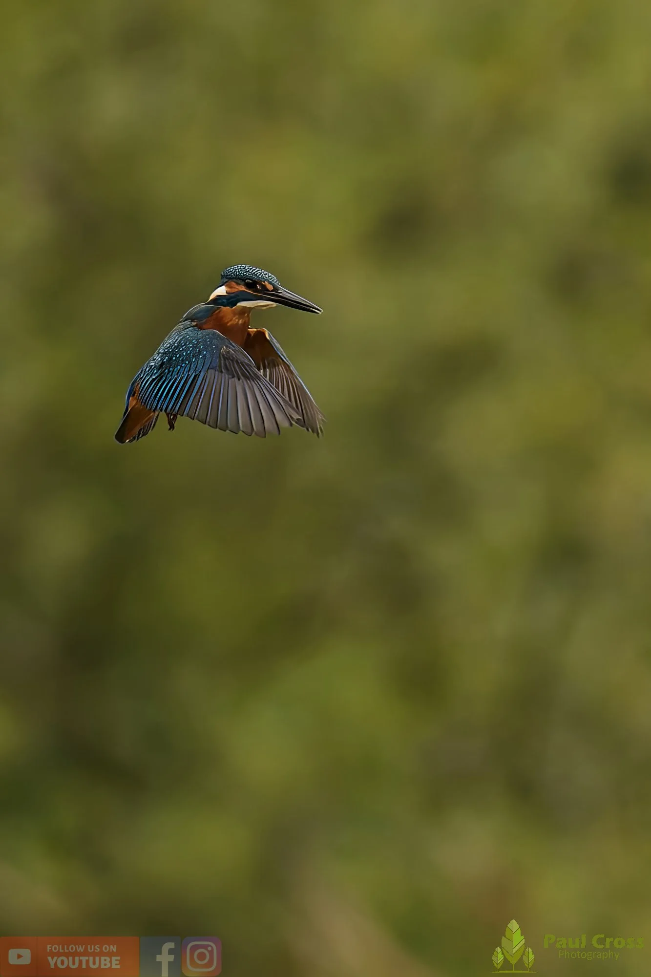 Kingfisher-00560.jpg