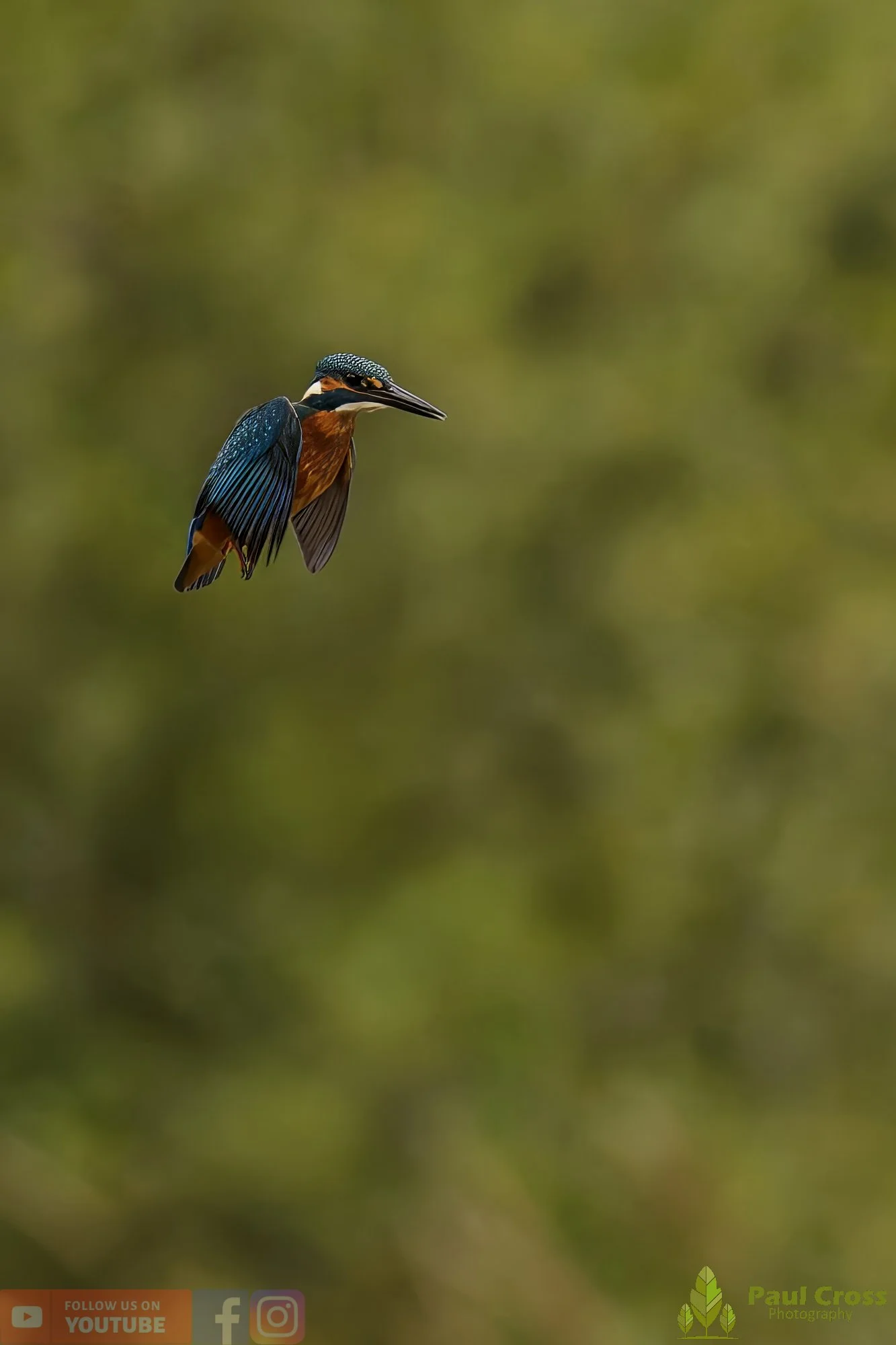 Kingfisher-00559.jpg