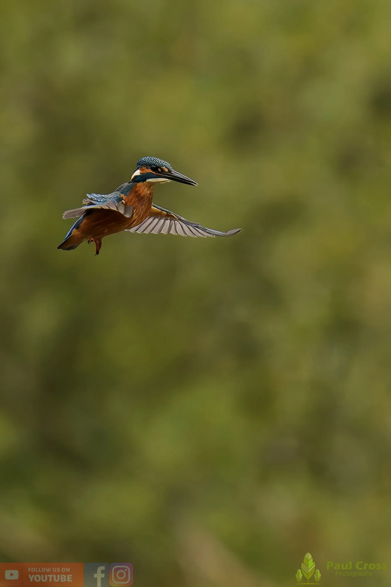 Kingfisher-00561.jpg