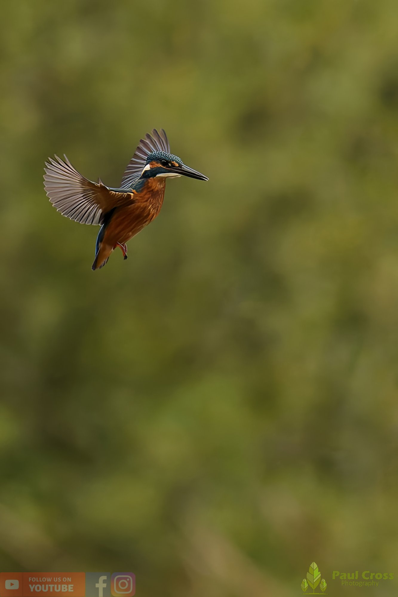Kingfisher-00562.jpg